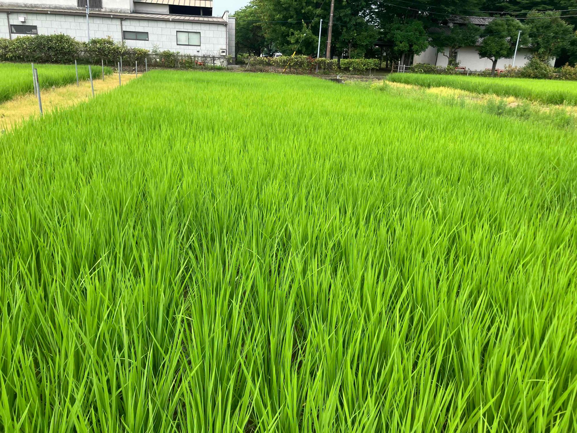 7月16日 田んぼの様子2