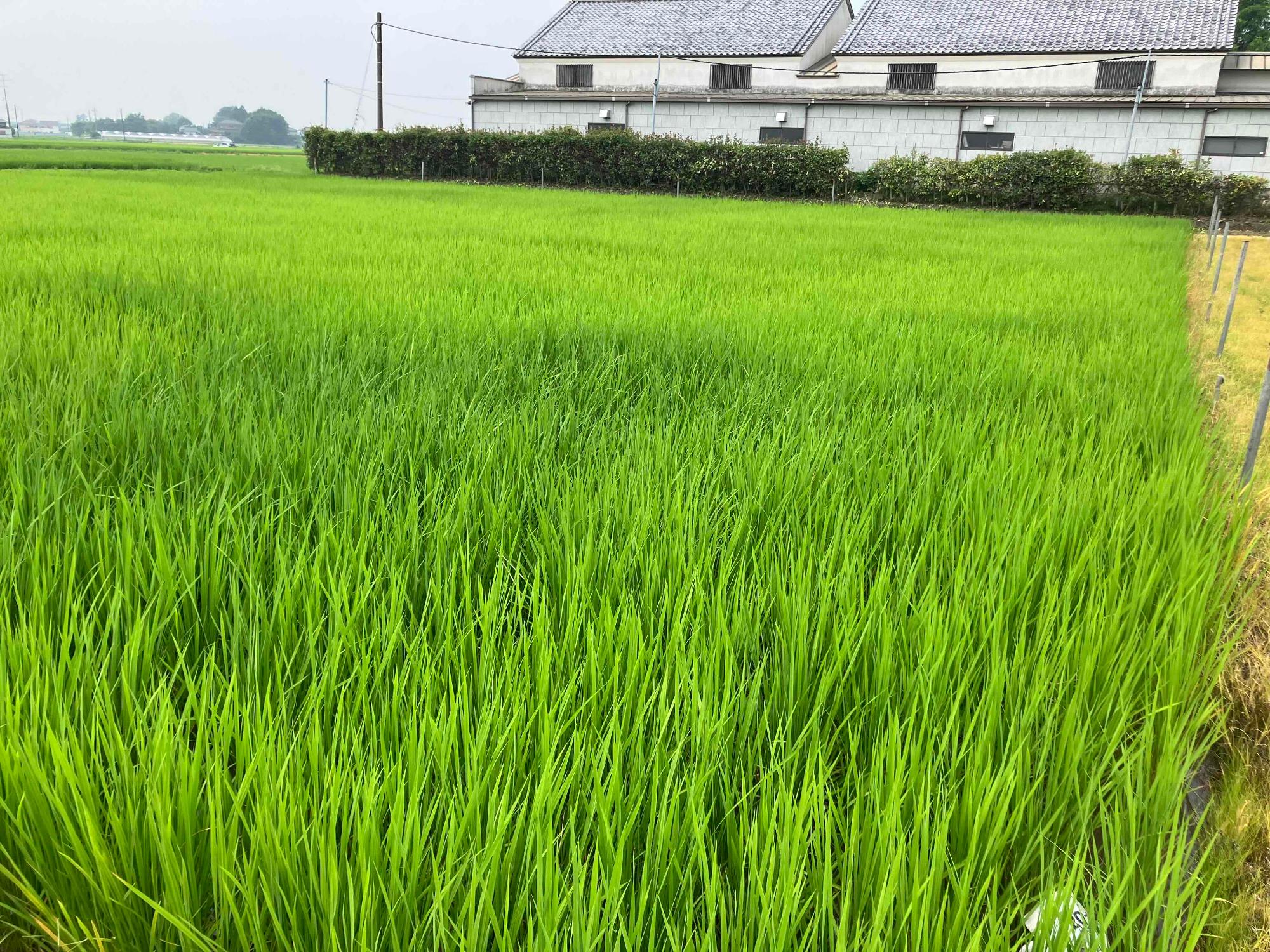 7月16日 田んぼの様子3