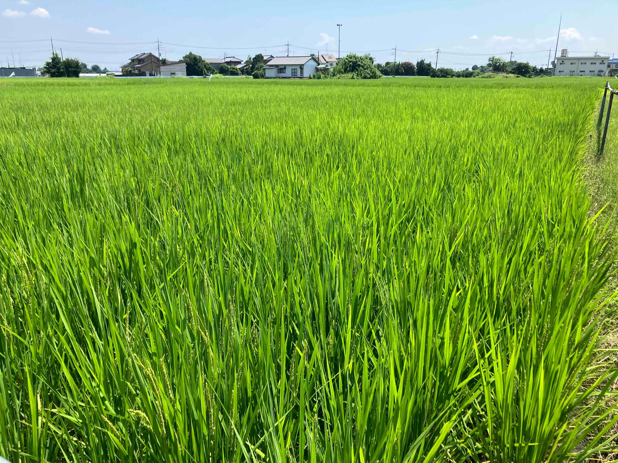 7月24日 田んぼの様子1
