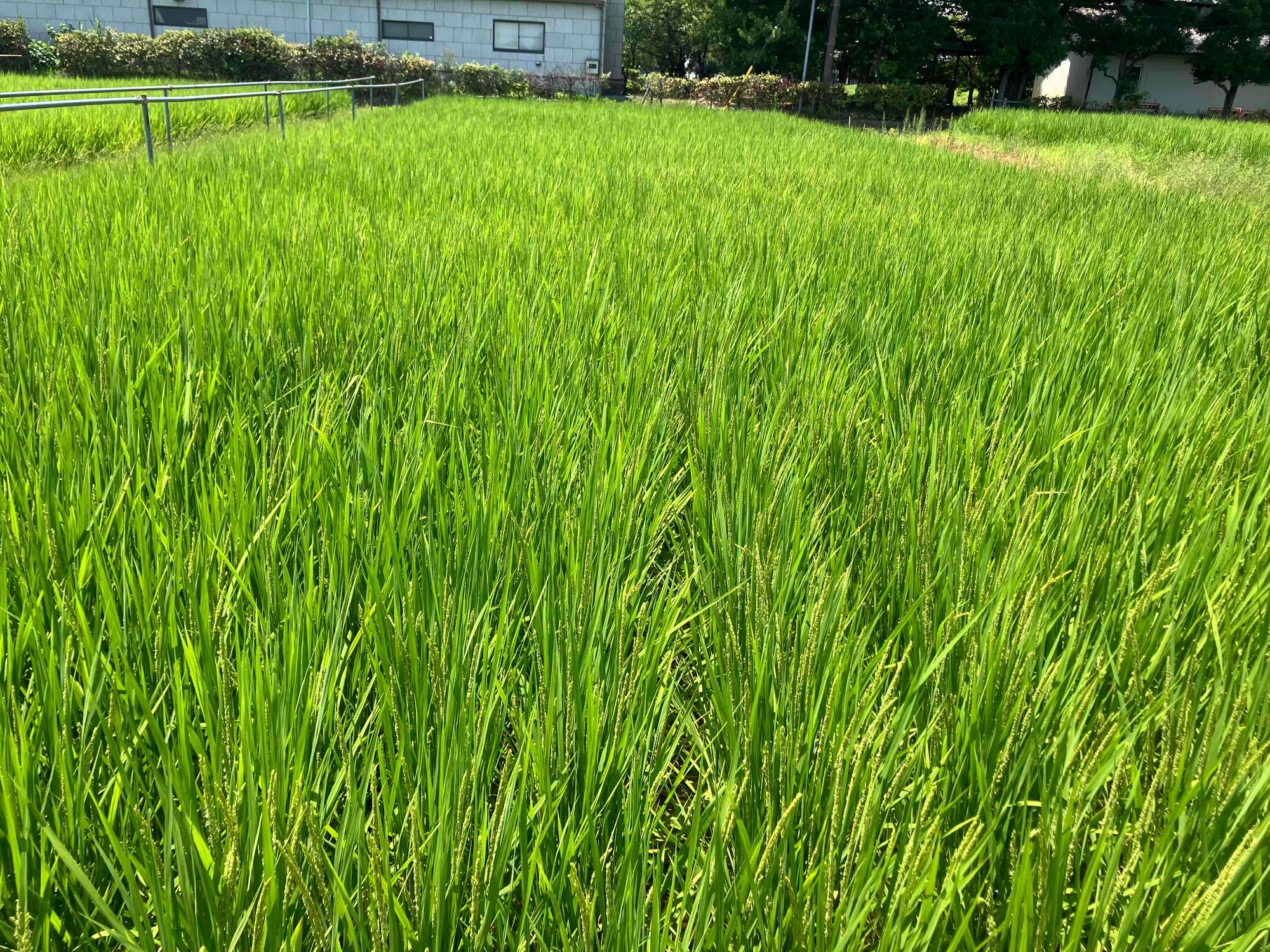 7月24日 田んぼの様子2