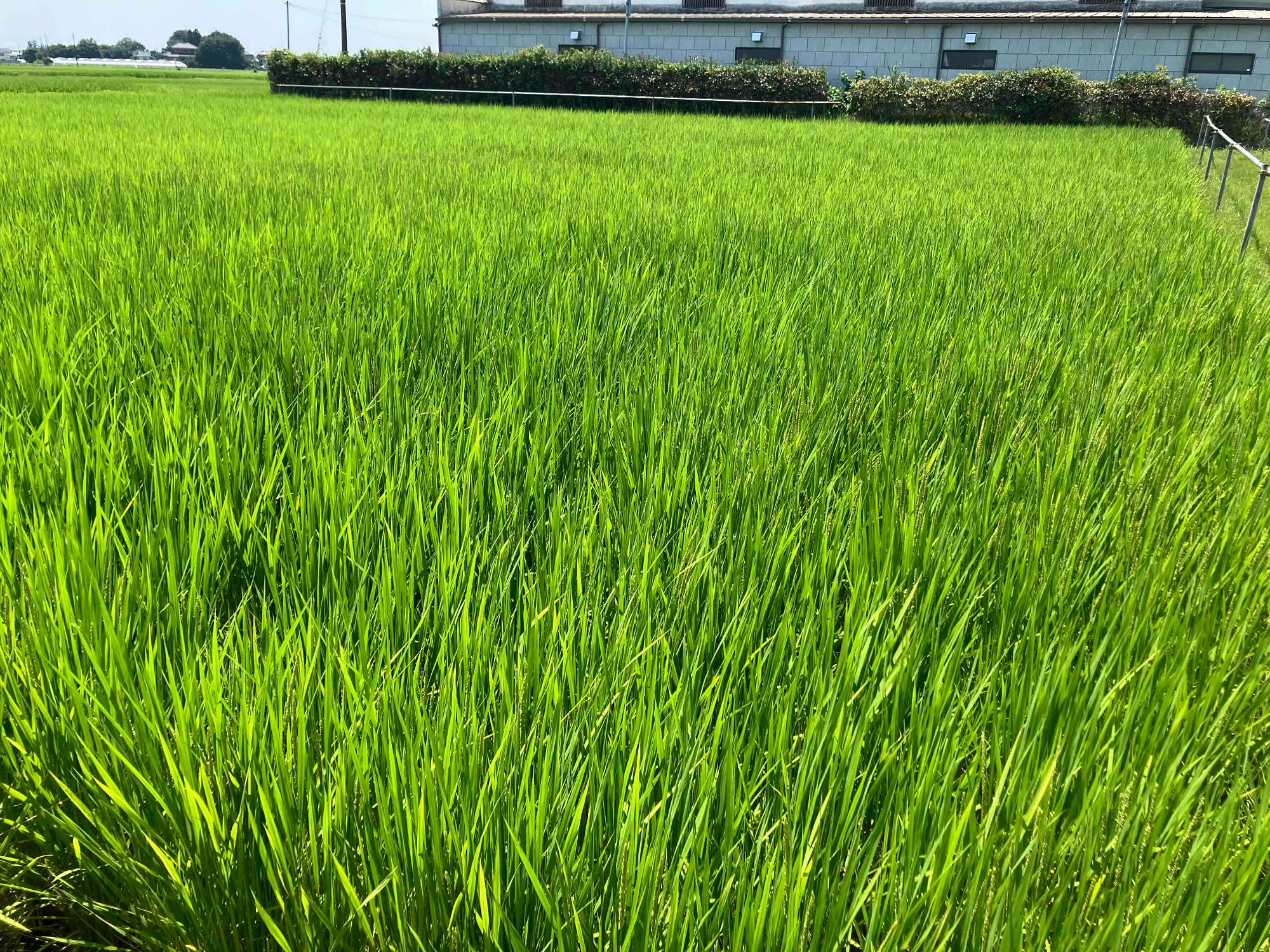 7月24日 田んぼの様子3