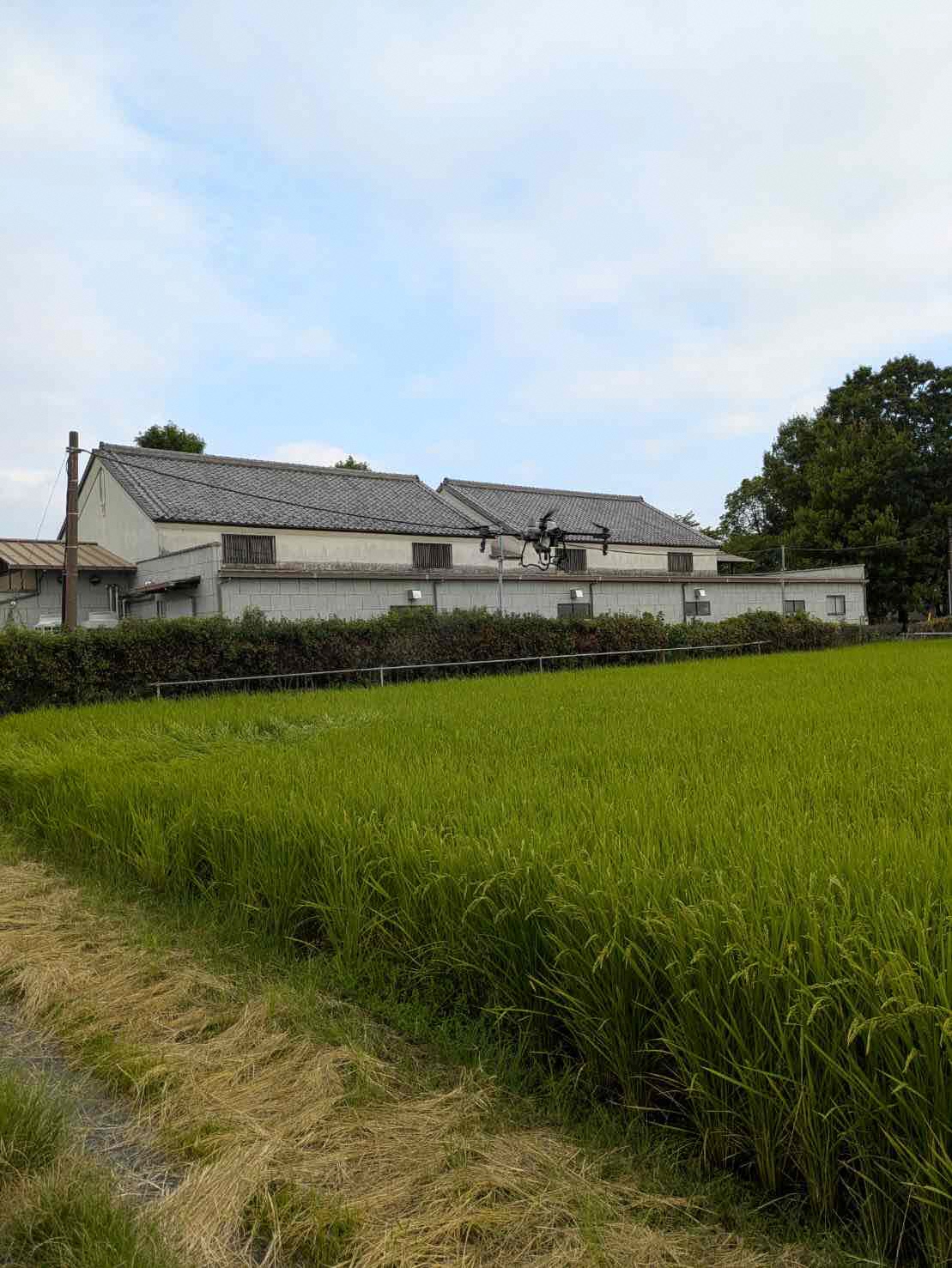 8月3日防除の様子2