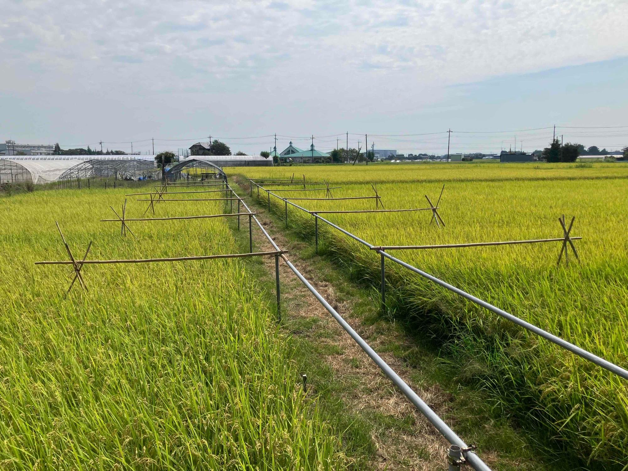 8月20日田んぼの様子3