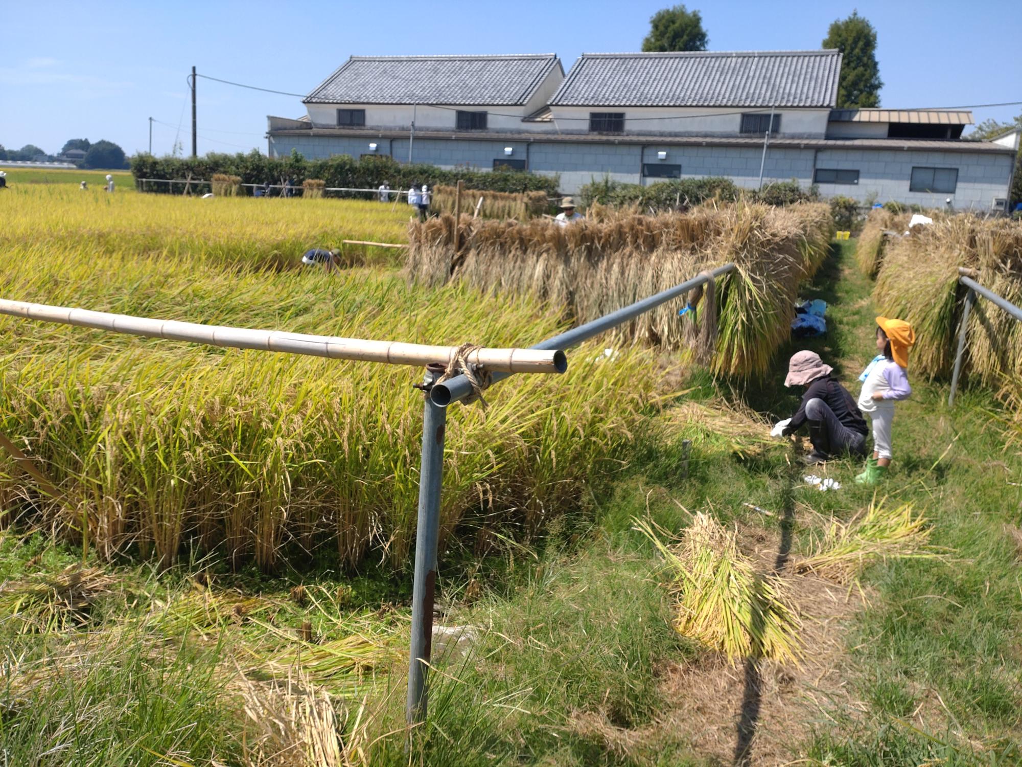 R7稲刈りの様子