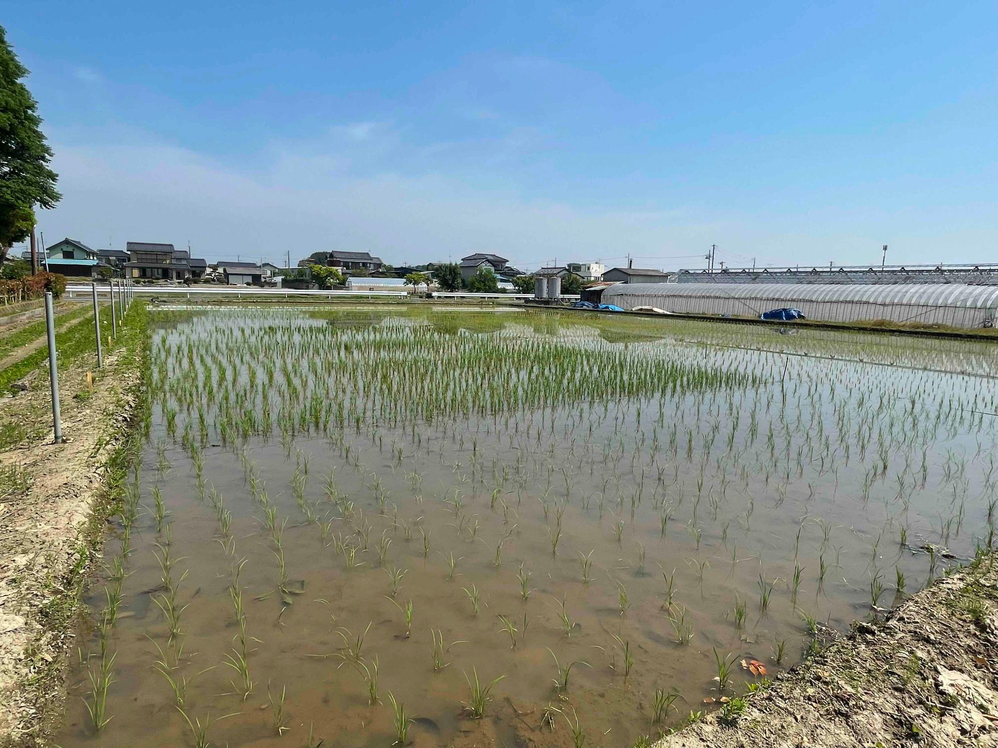 令和8年5月19日田んぼの様子1