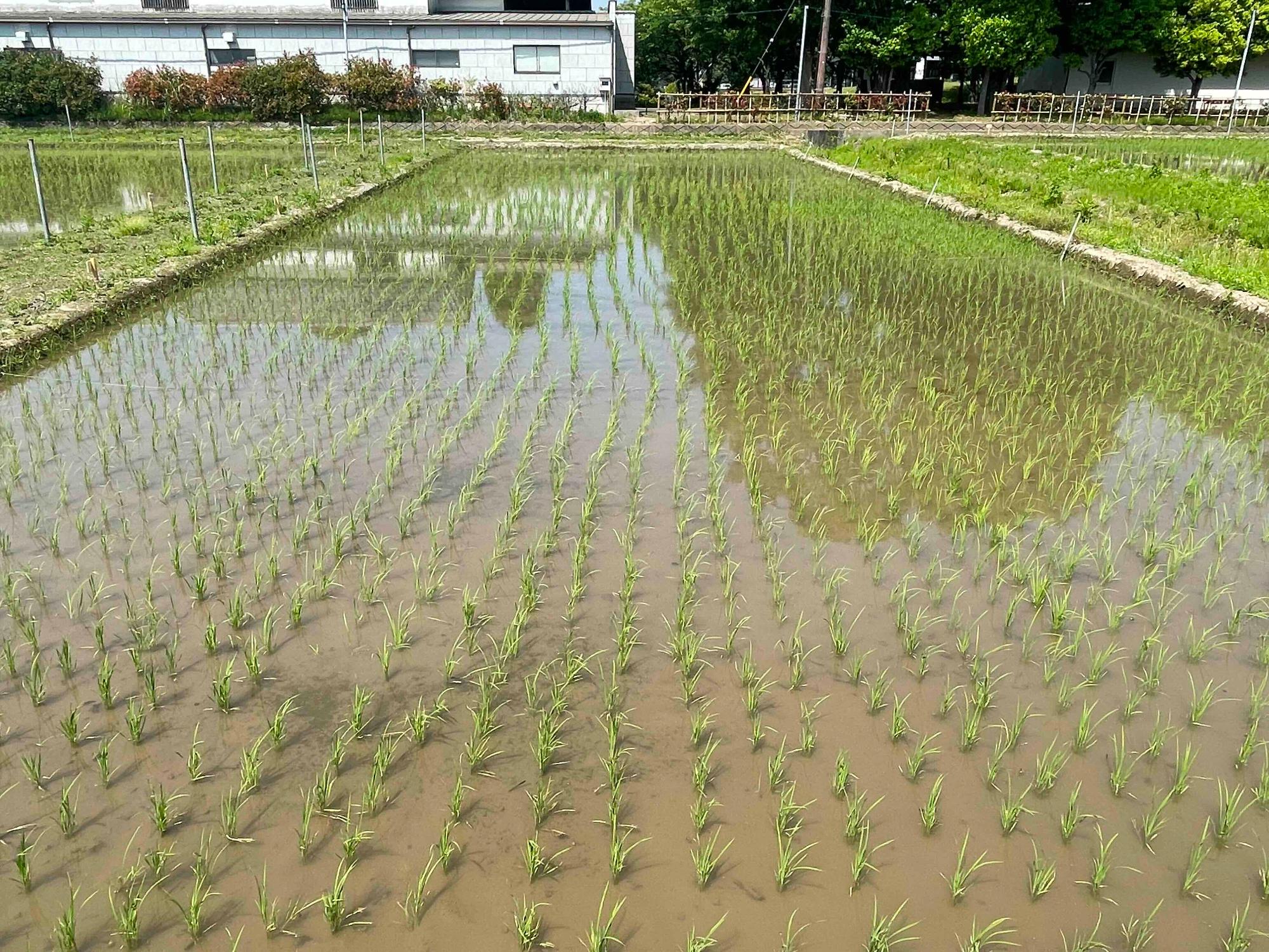 令和8年5月19日田んぼの様子3