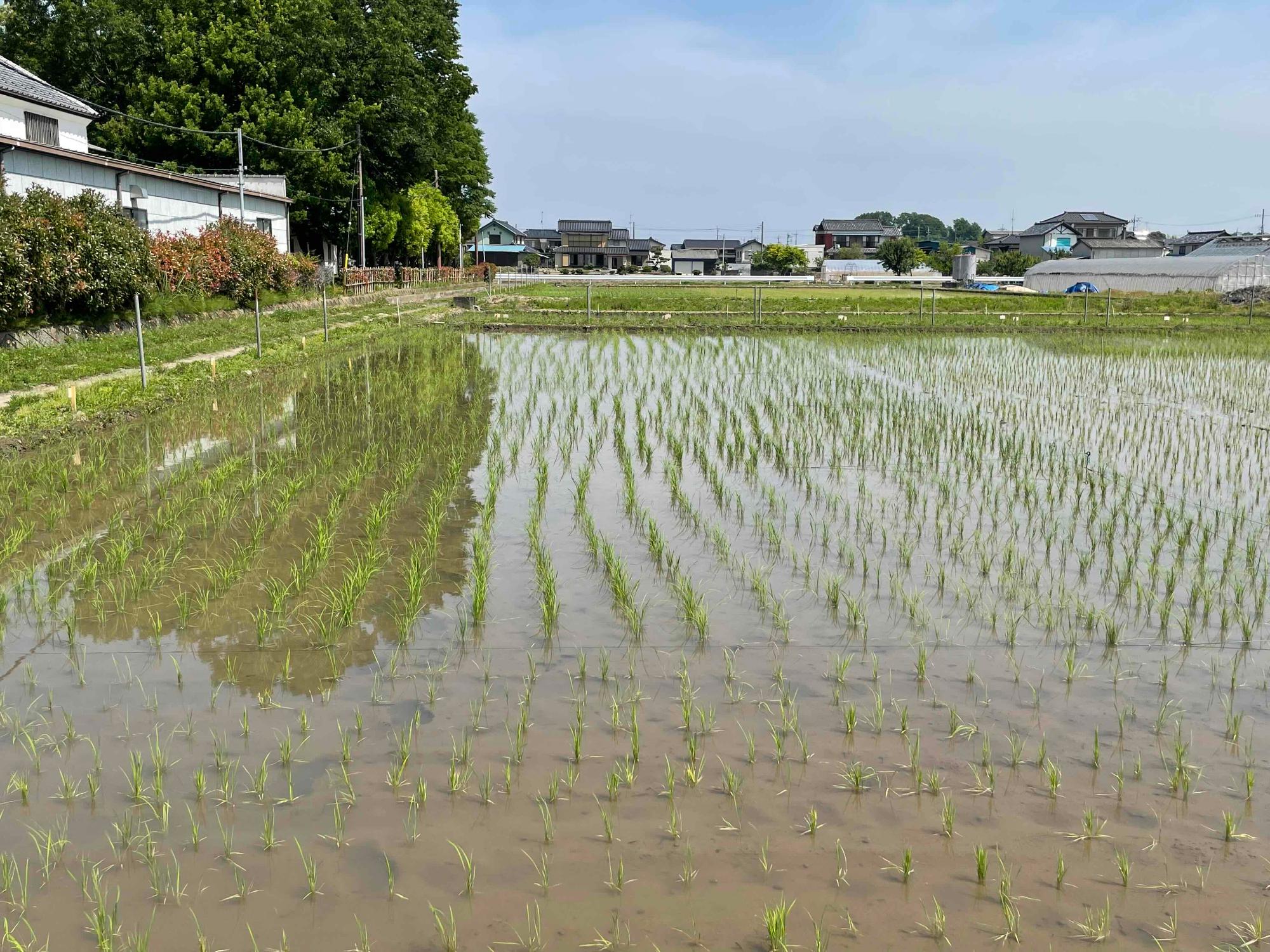 令和8年5月19日田んぼの様子5