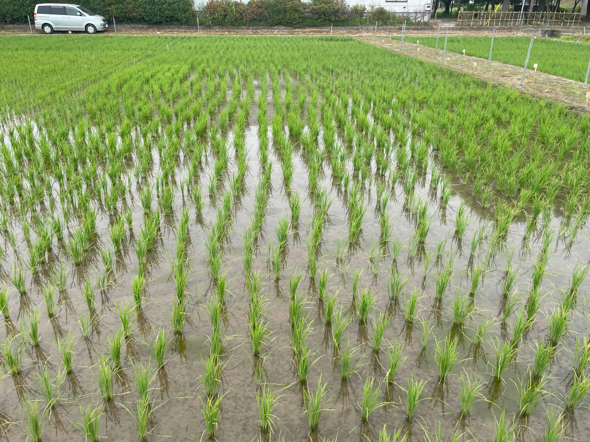 6月2日の田んぼの様子4
