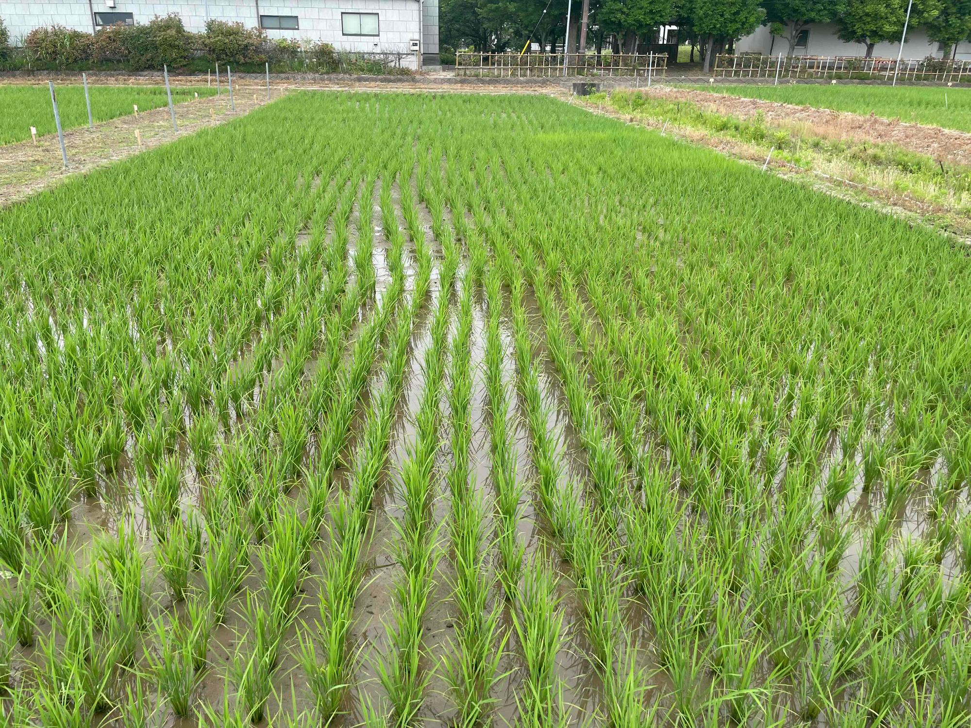 6月2日の田んぼの様子3