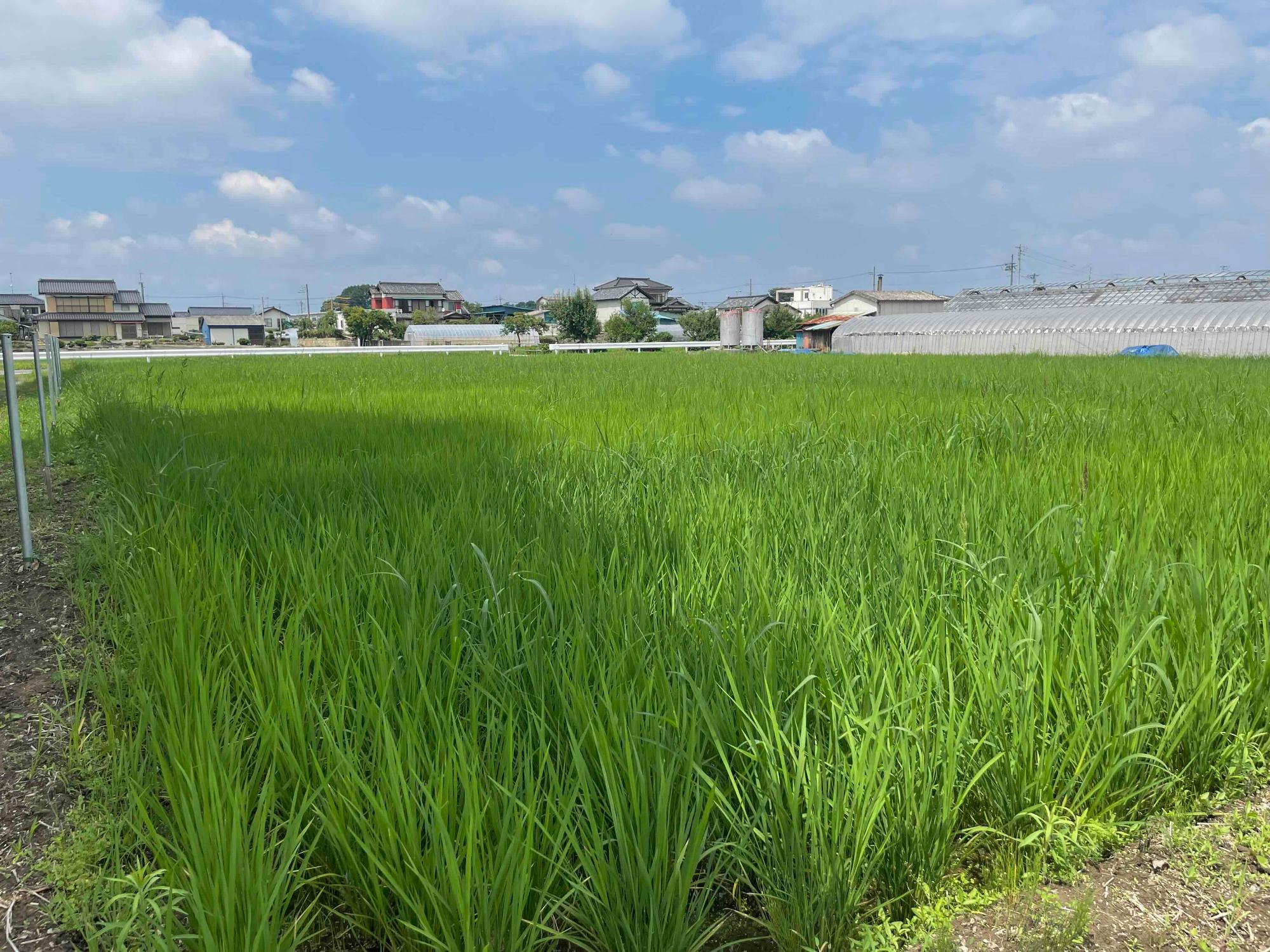 6月29日の田んぼの様子1
