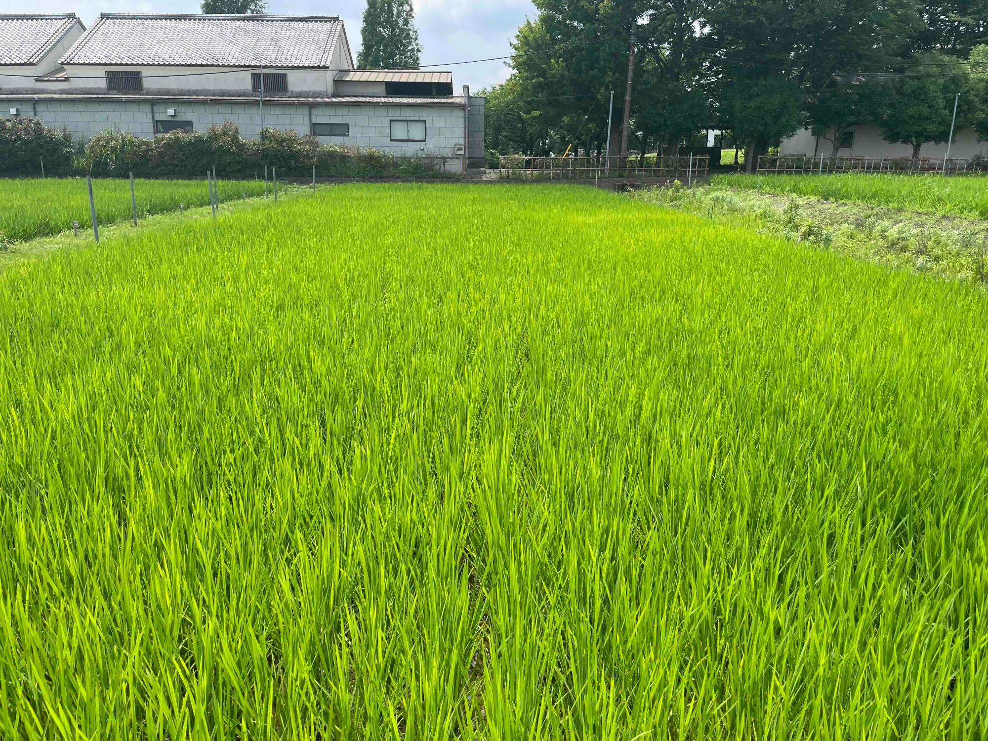 6月29日の田んぼの様子3