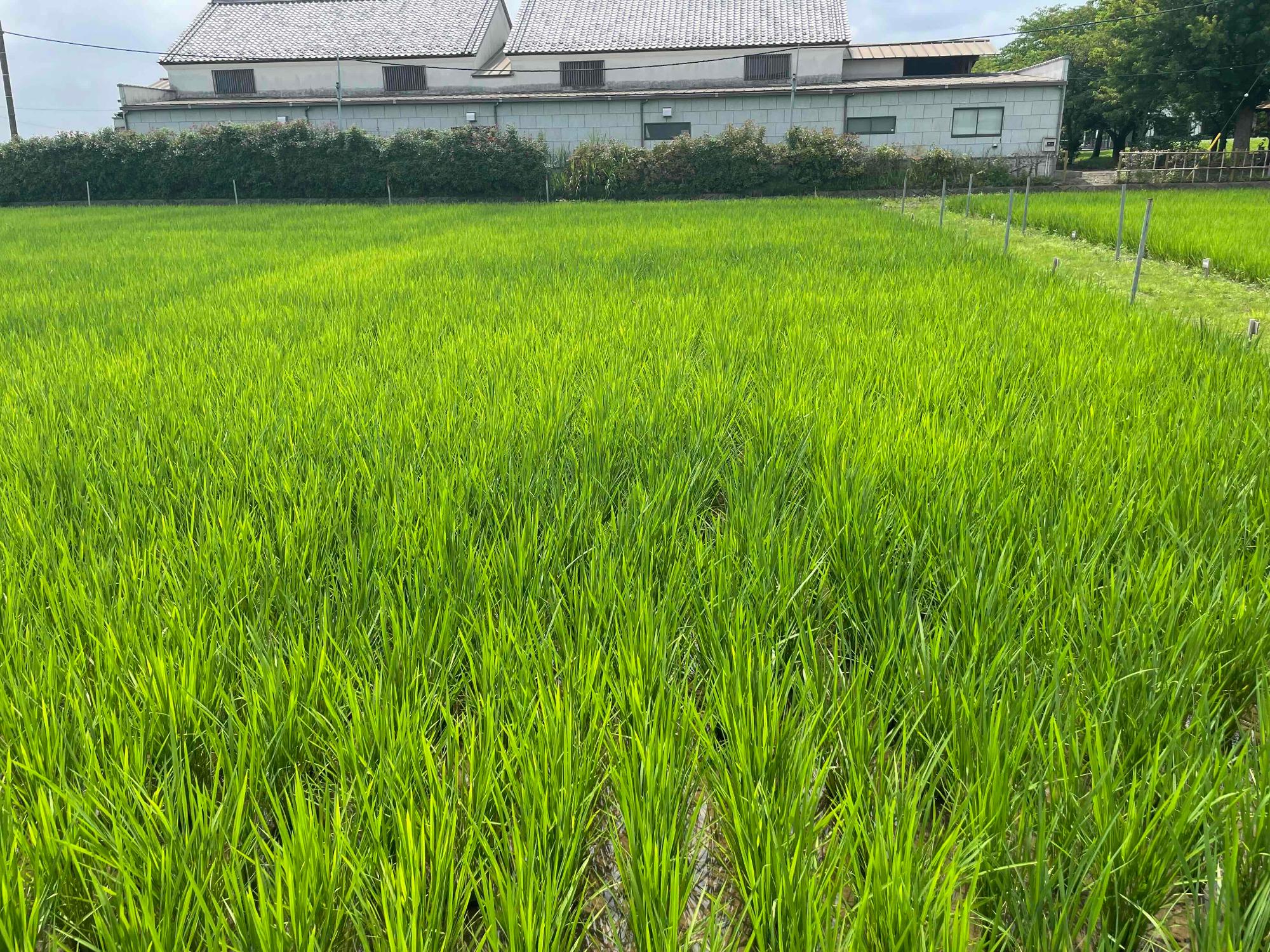 6月29日の田んぼの様子4