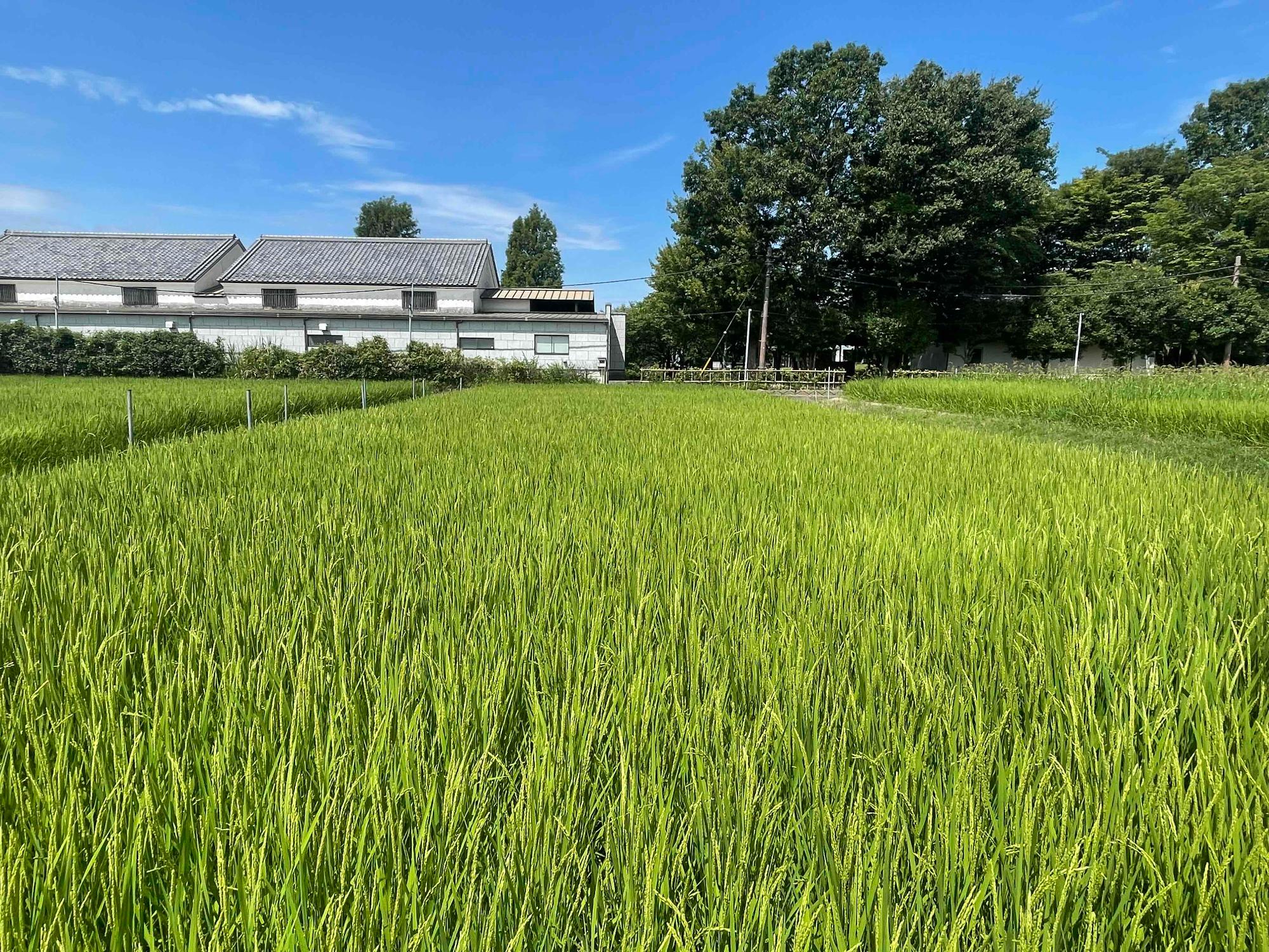 7月27日 田んぼの様子3