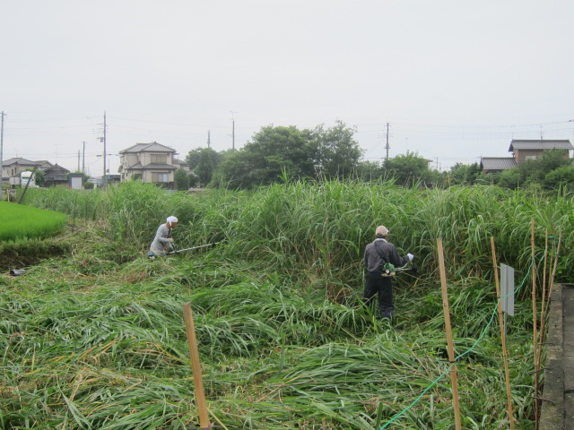 草刈り作業