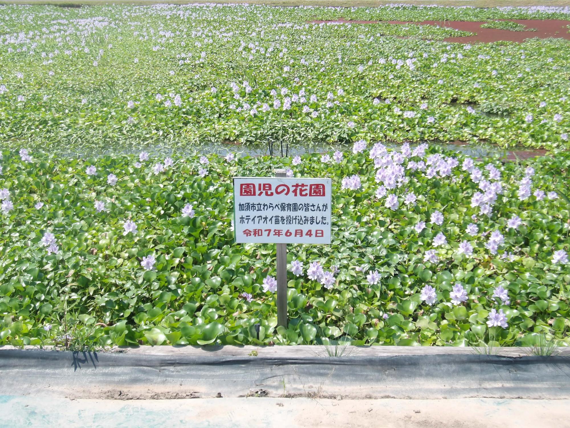 7月23日の園児の花園