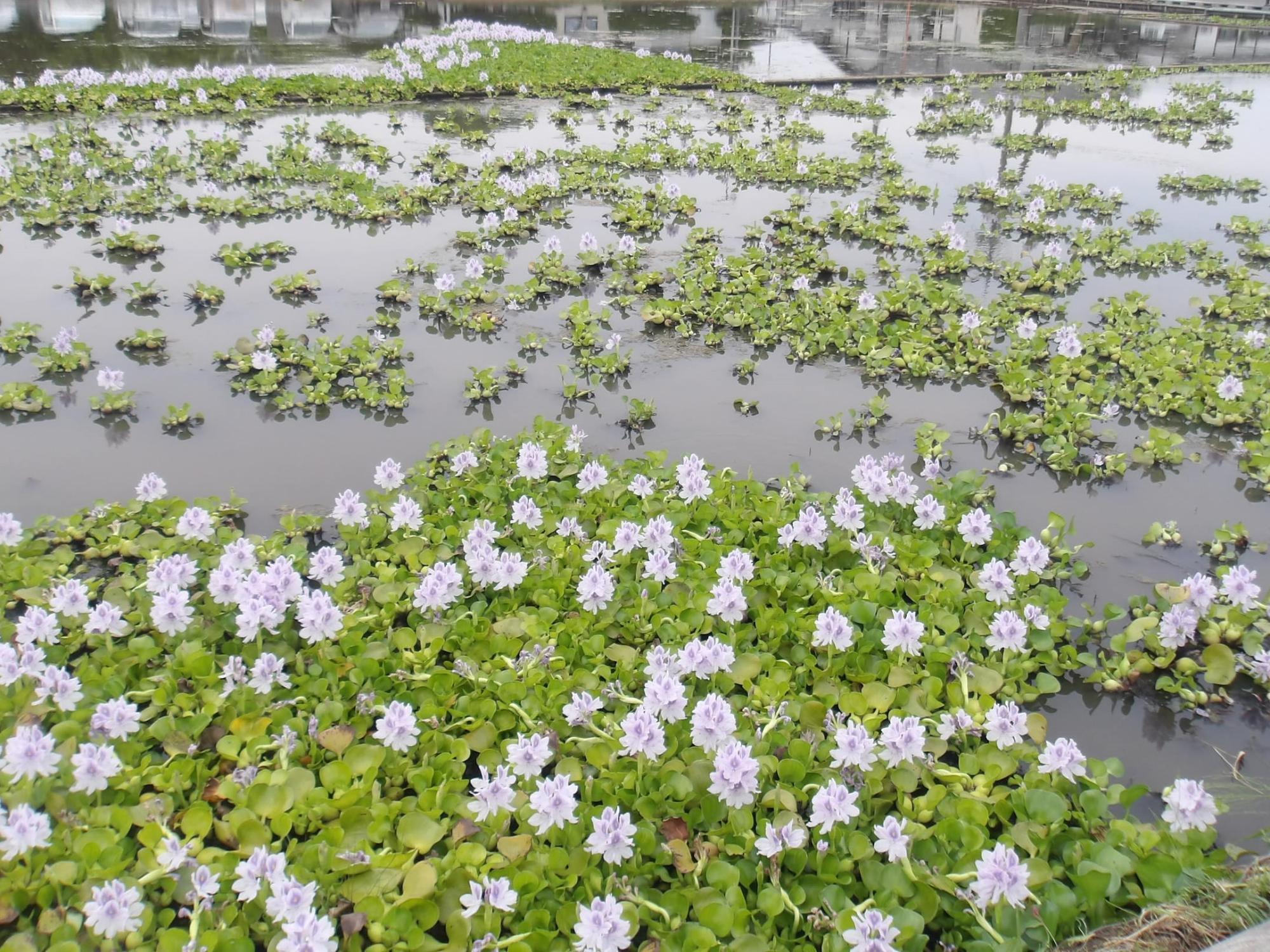 見ごろを迎えはじめた6月のホテイアオイ