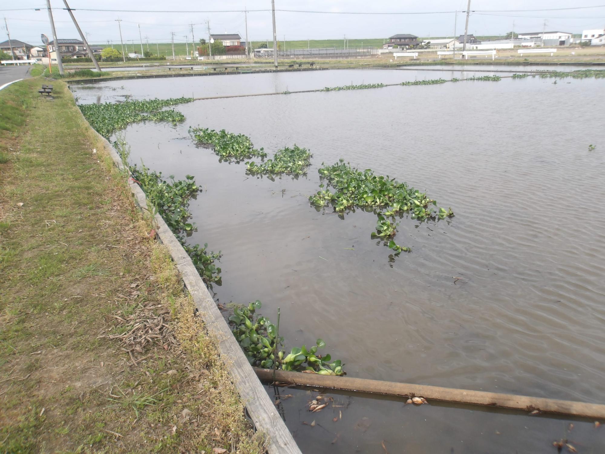 植え付け前のホテイアオイ
