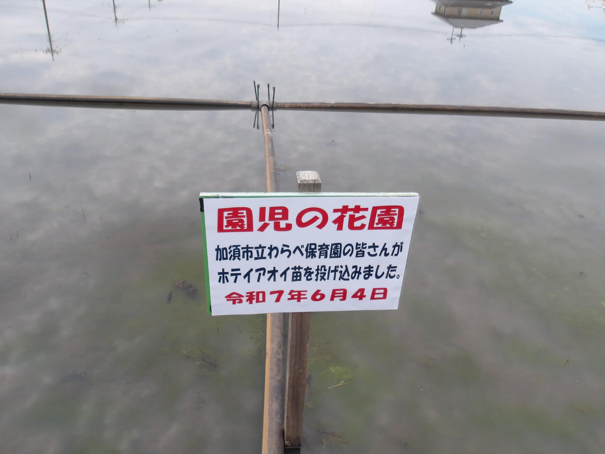 このスペースにあるのが、園児たちが投げ入れたホテイアオイです。