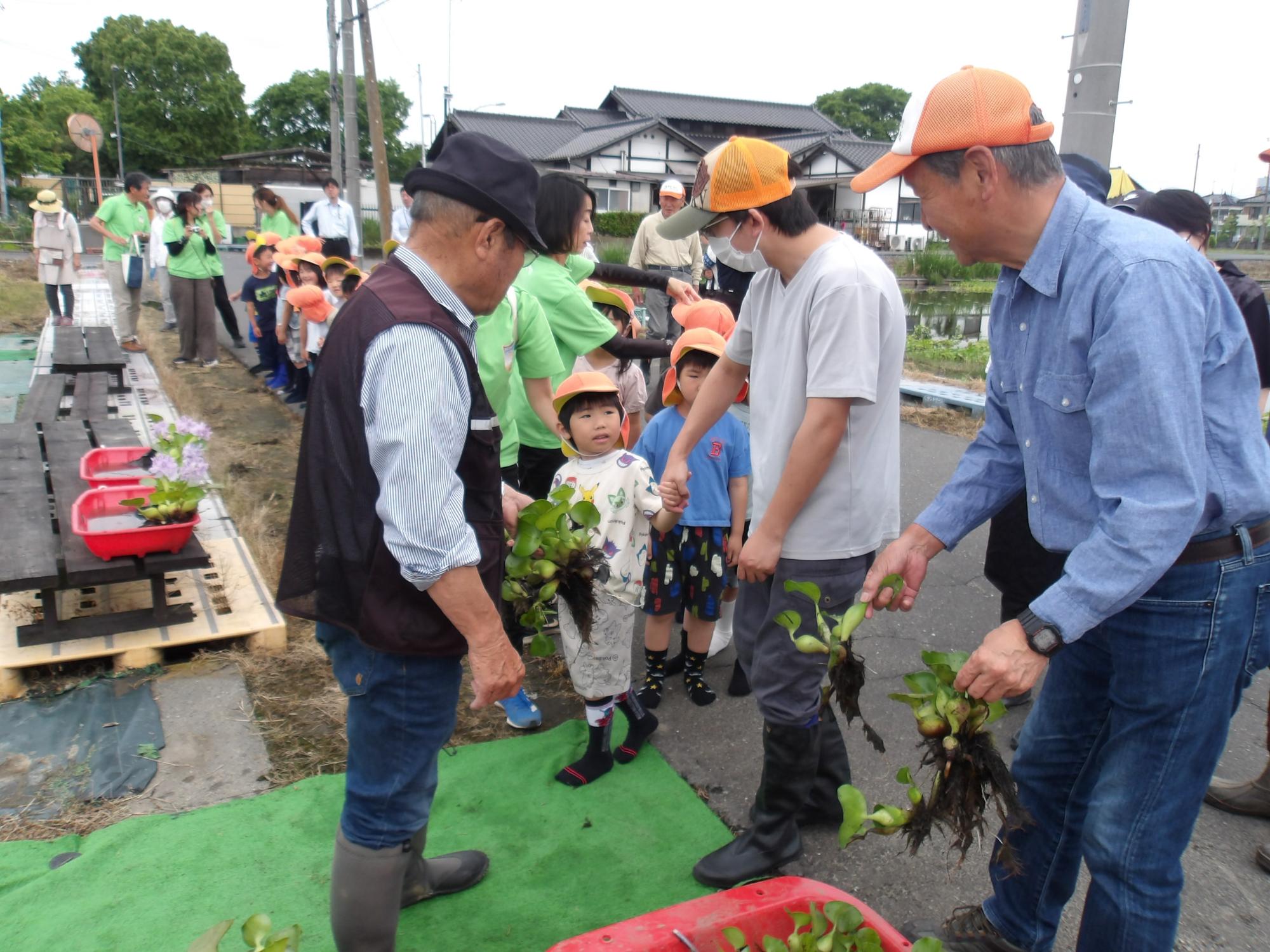 ホテイアオイの投げ入れの列に並ぶ園児たち