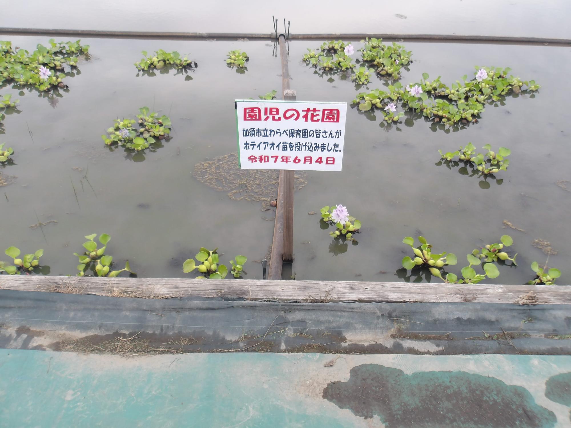 子どもたちの花園もチラホラ花開いてきました