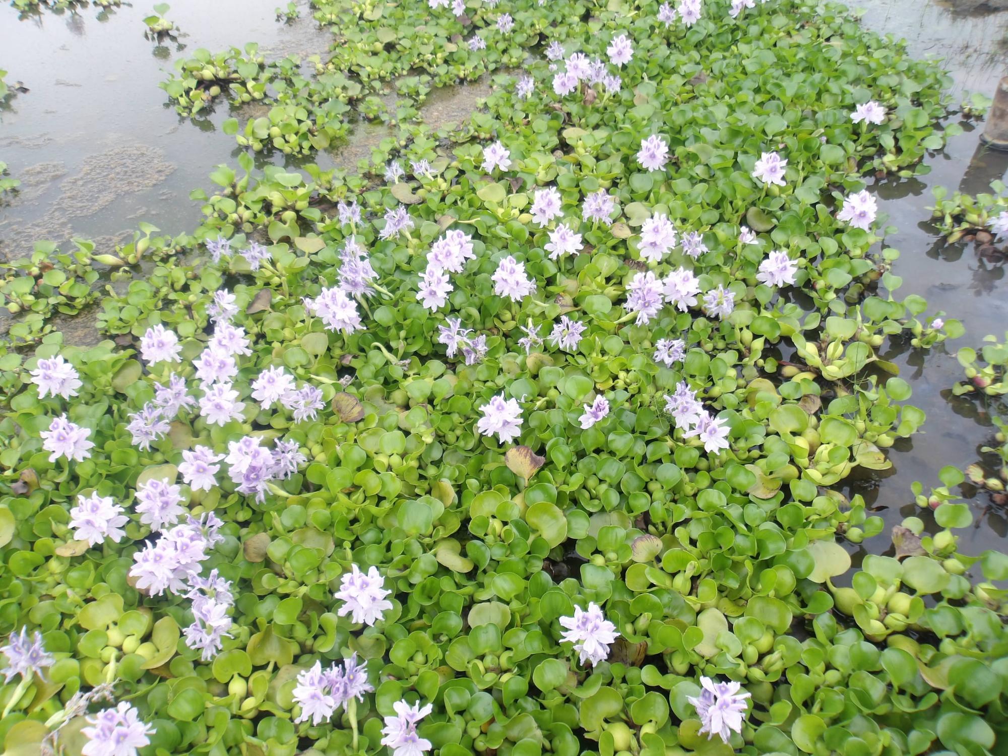 ホテイアオイは太陽を浴びて咲く一日花