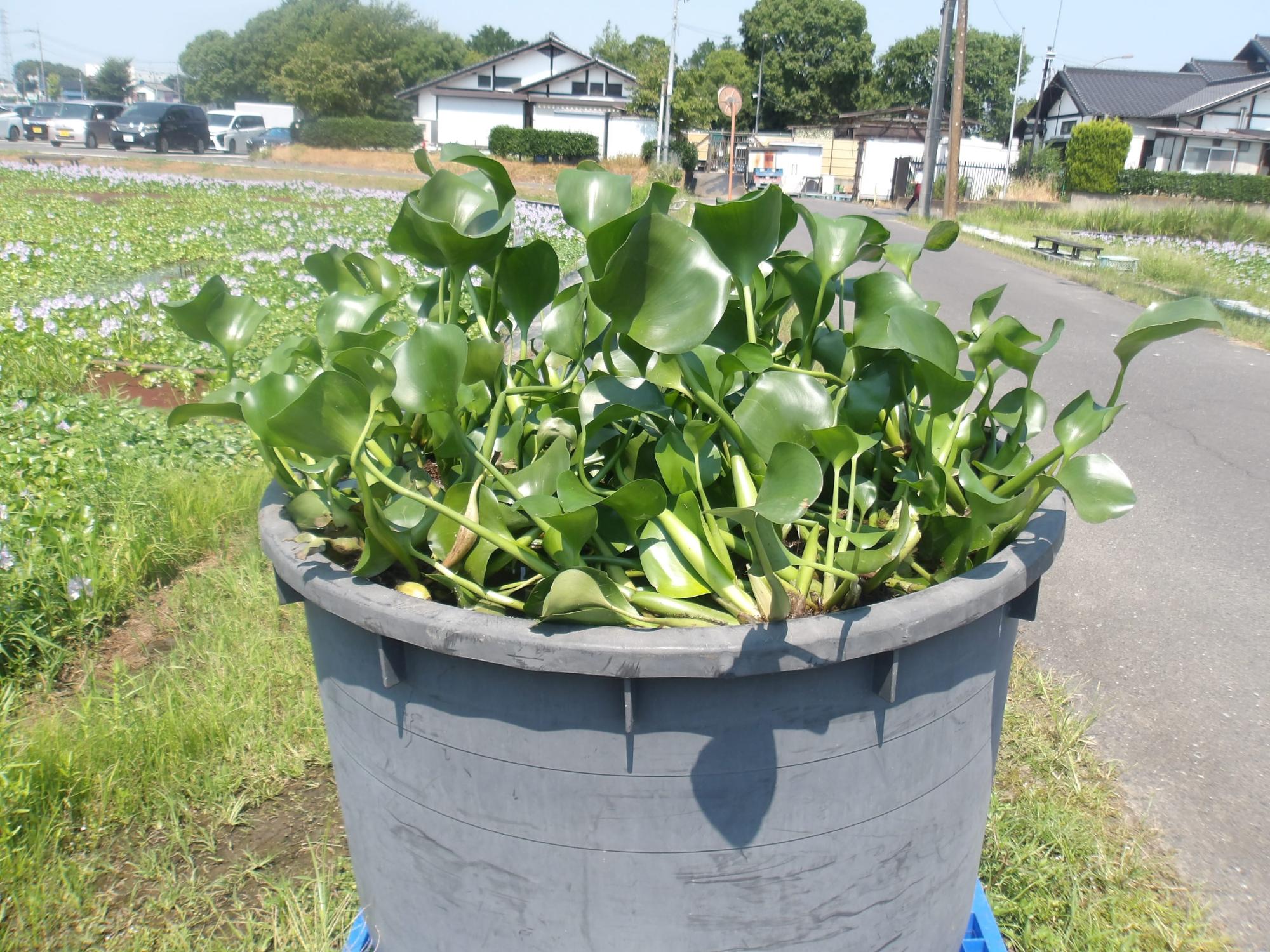 水路で大きく育ったホテイアオイ