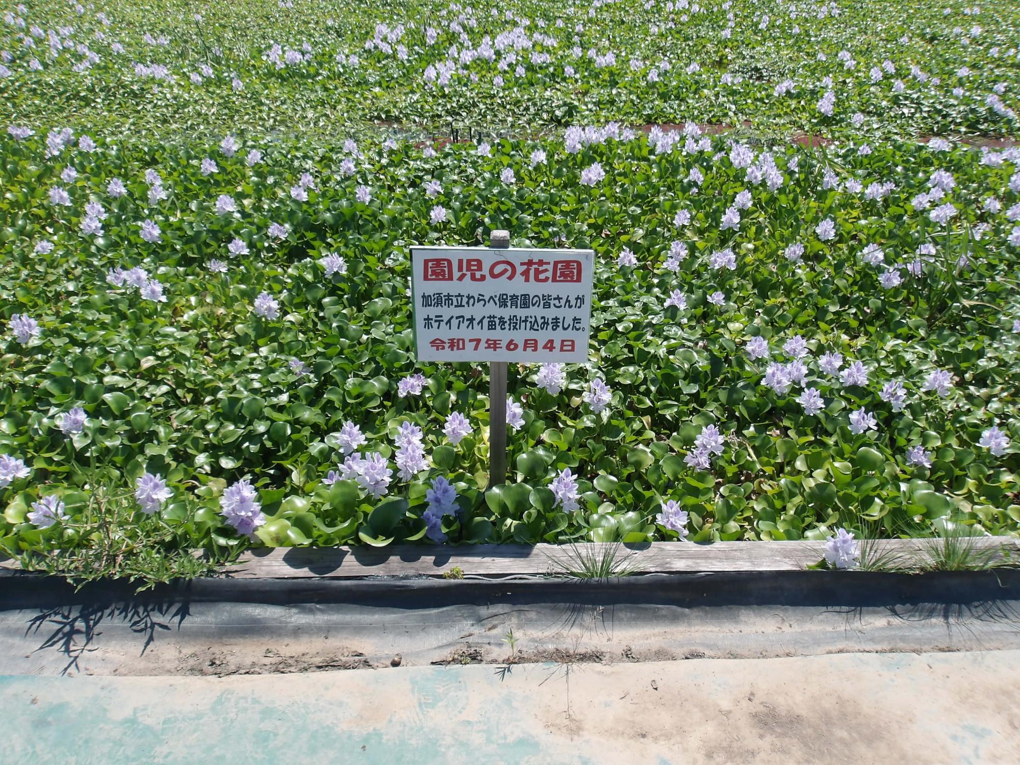 7月29日の園児の花園 あ、暑い(+o+)
