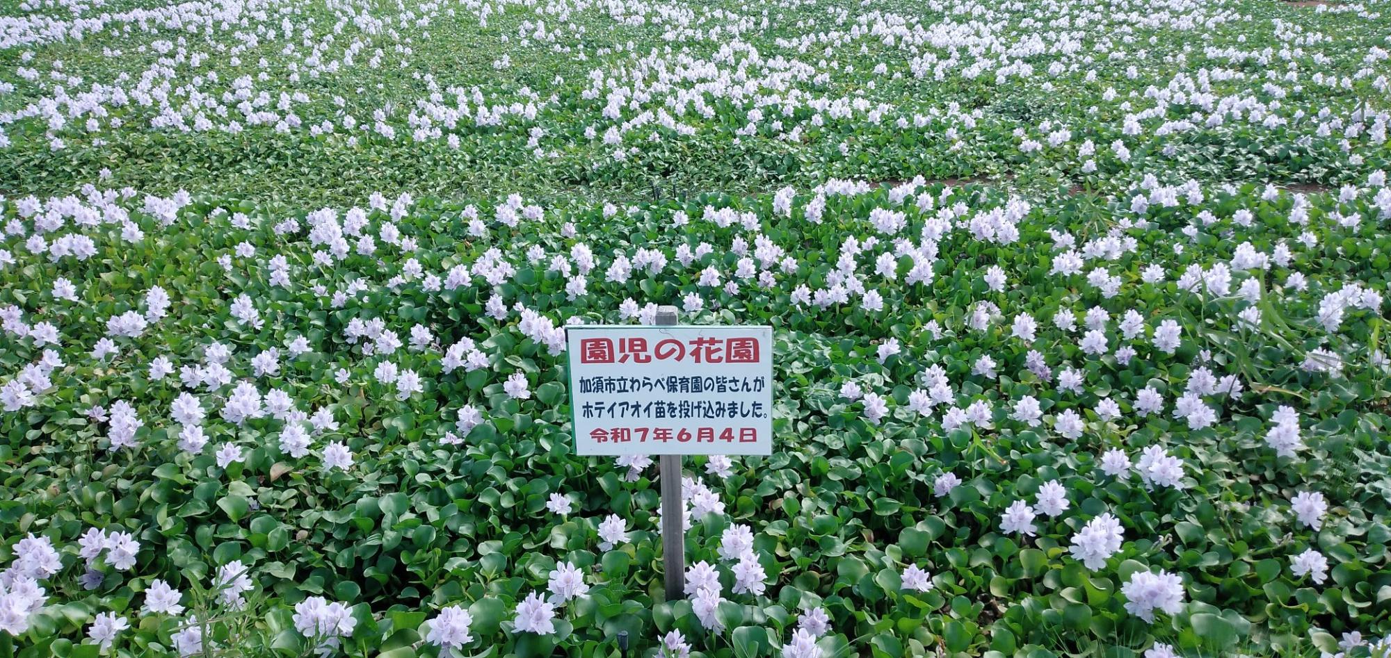 7月31日花に埋め尽くされた園児の花園