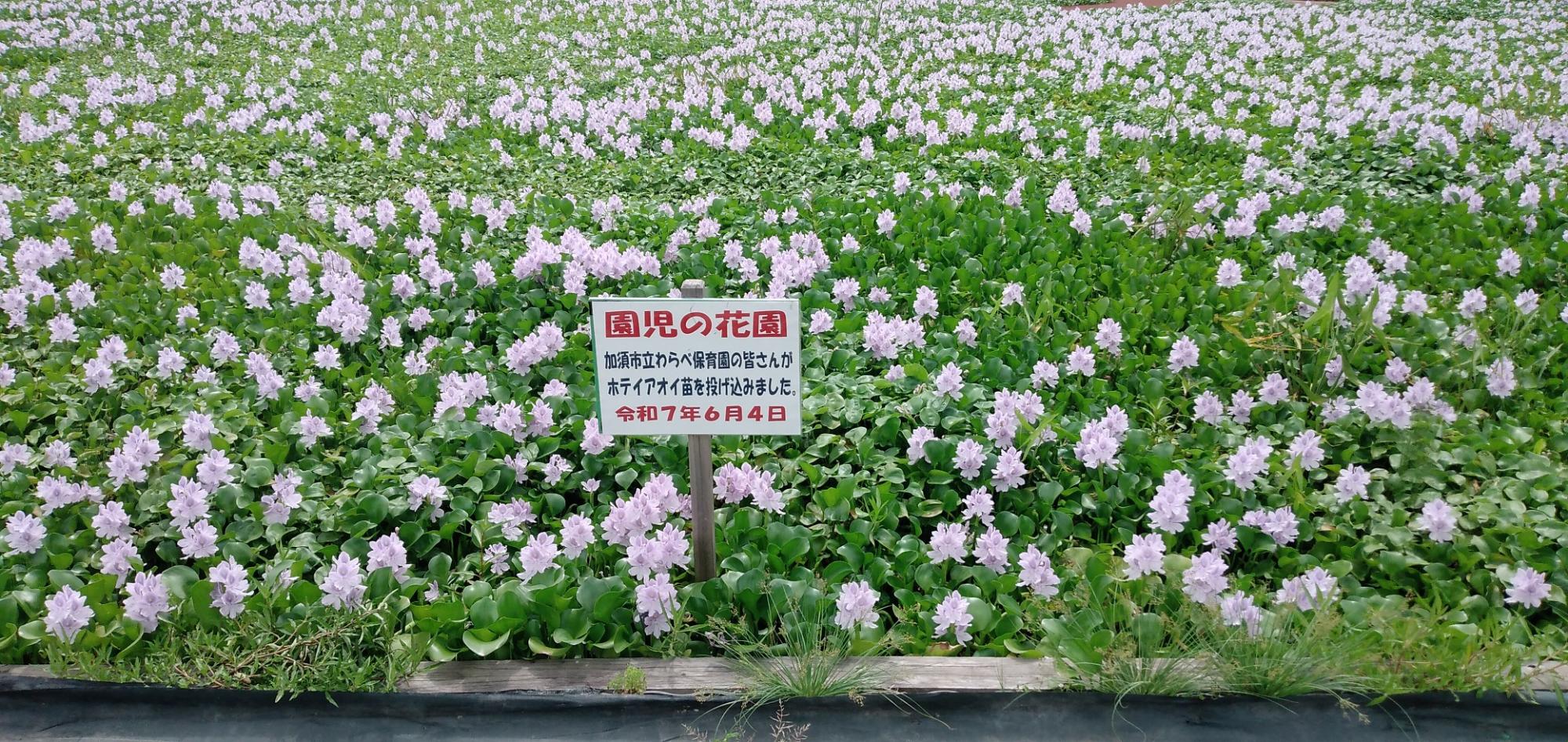 満開の園児の花園
