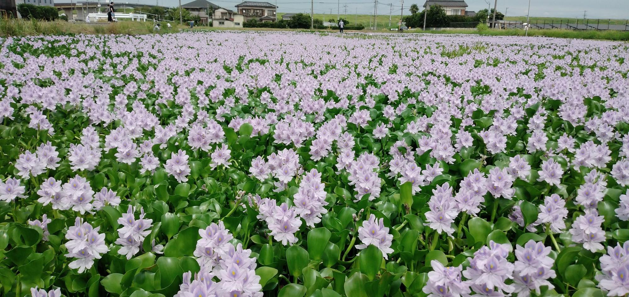 8月8日のホテイアオイ