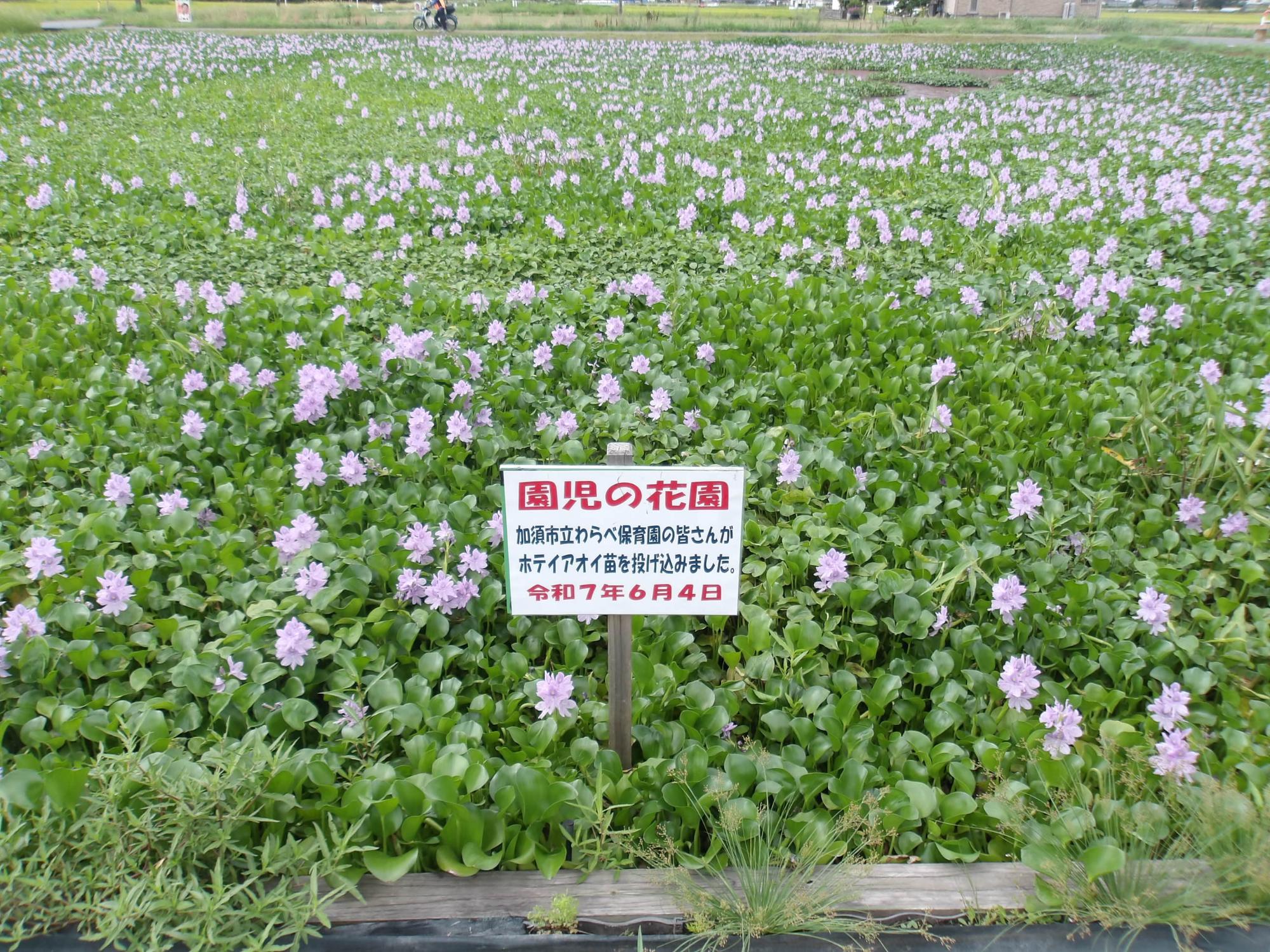 後ろにバイクが走る園児の花園