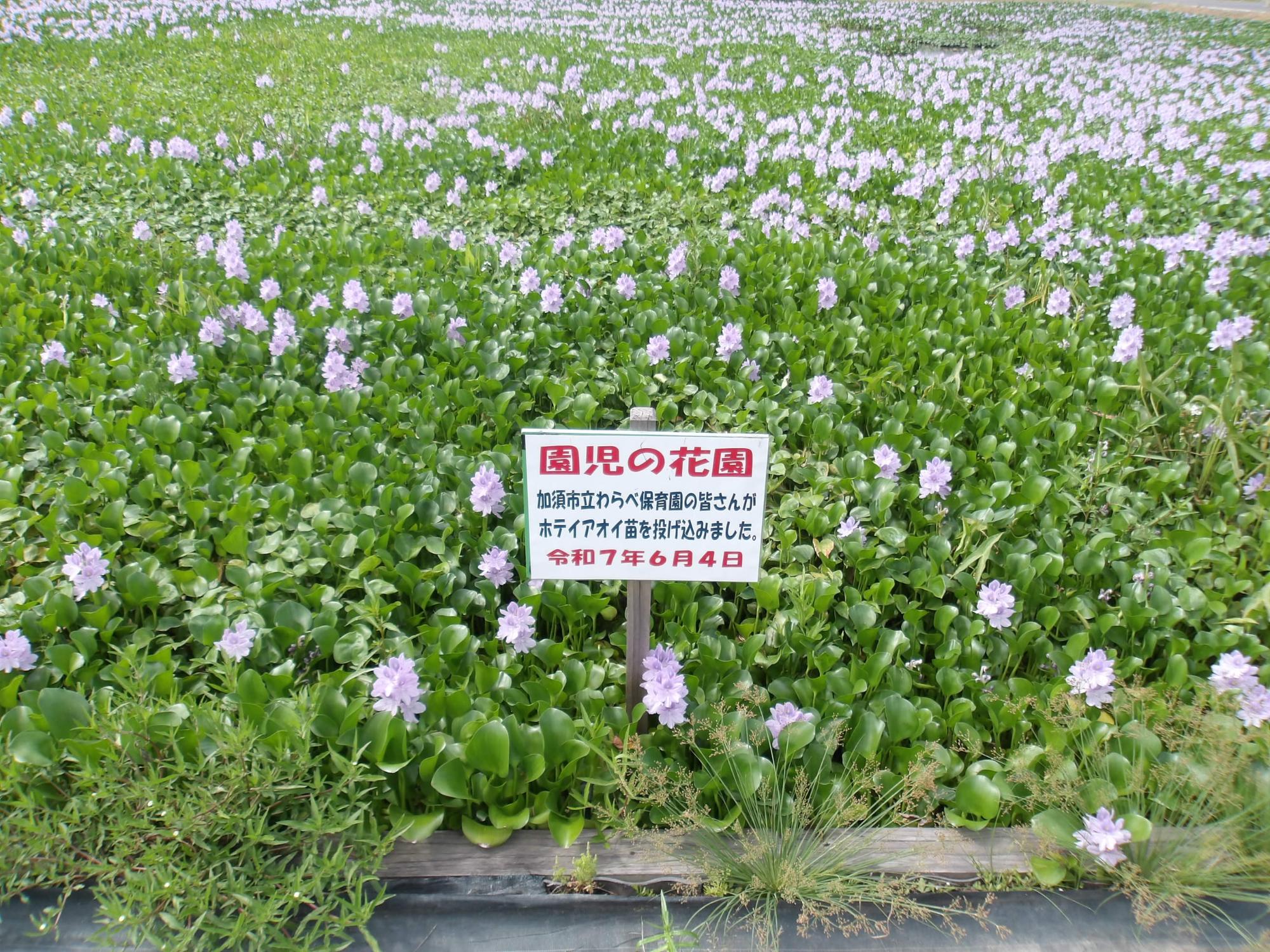 盛り上がった園児の花園
