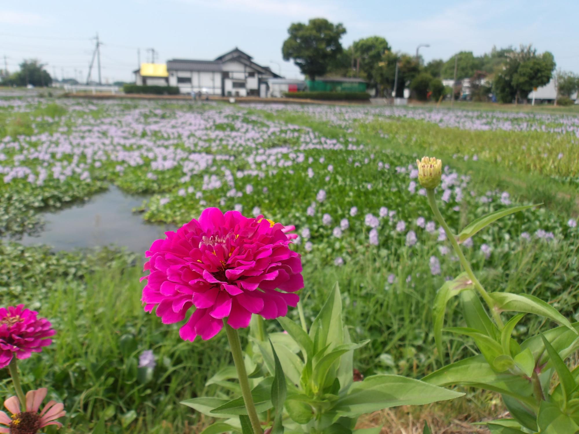 ほ場脇に咲く濃いピンクのマツバボタン