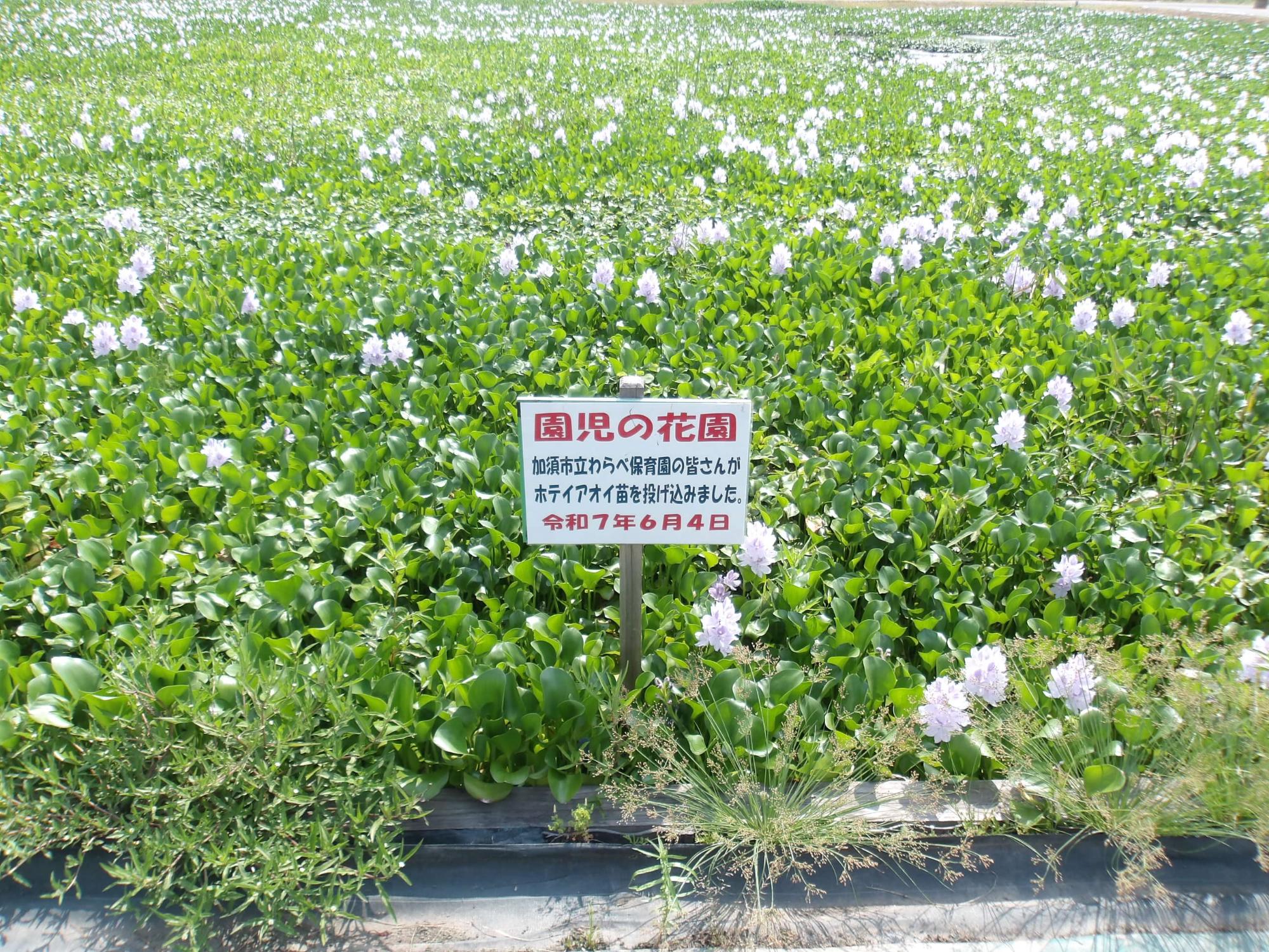 溢れんばかりに株分けしたホテイアオイ