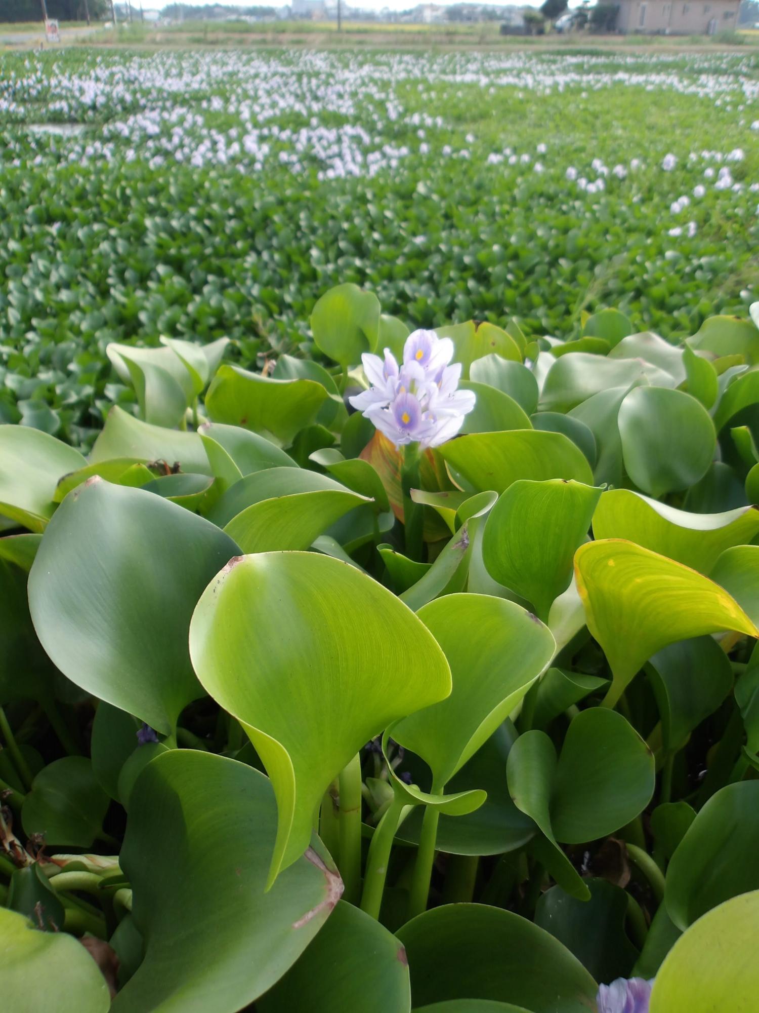 この高温のせいで、ぬるま湯につかる花