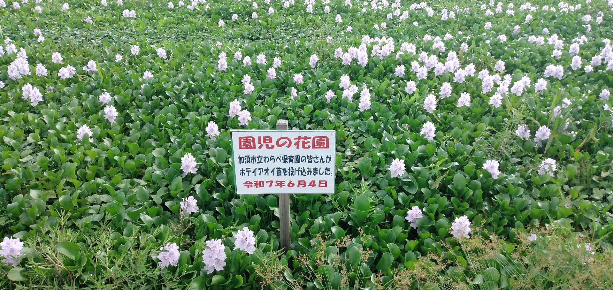 園児の花園