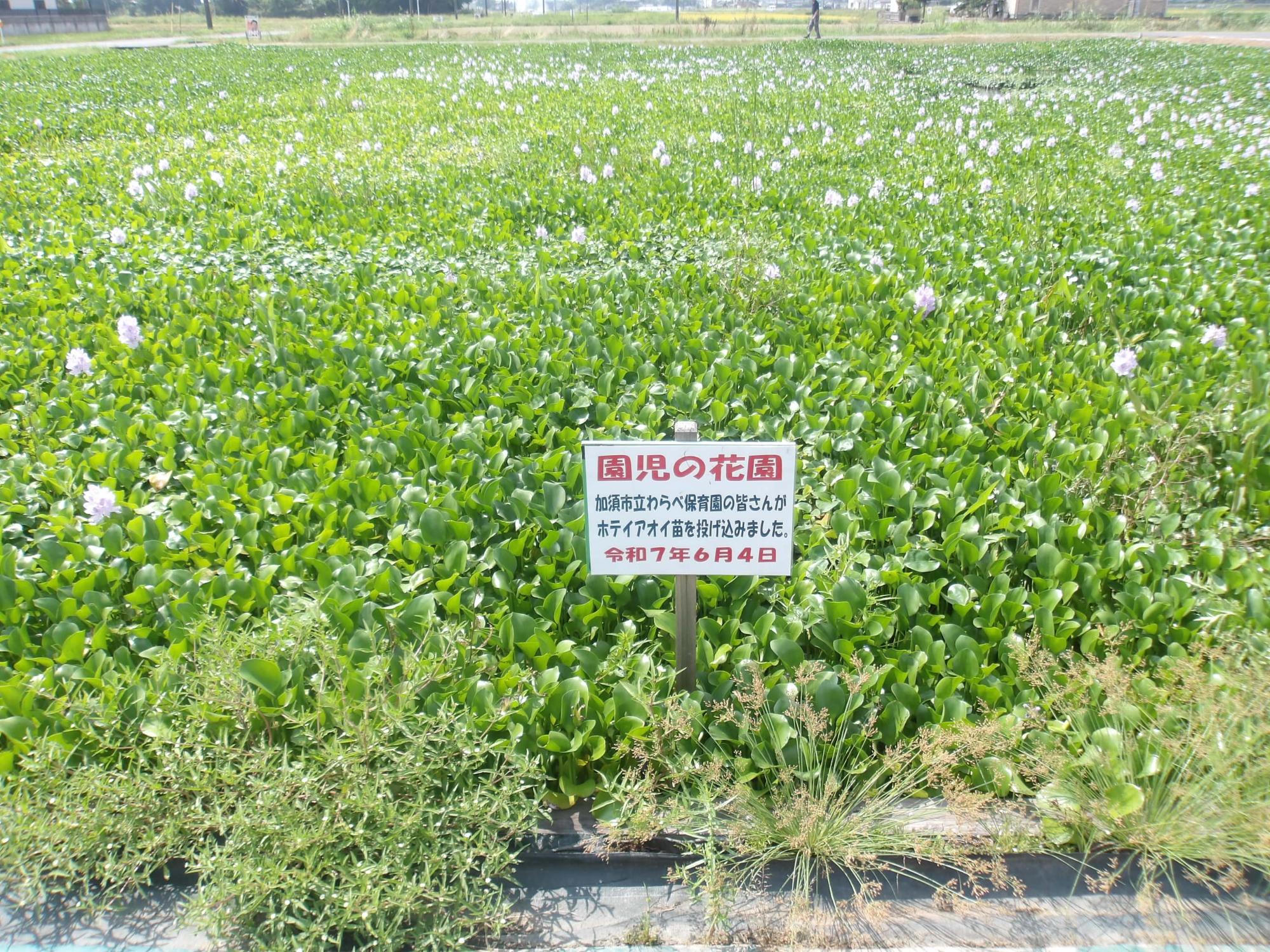 園児の花園の花も少なめ