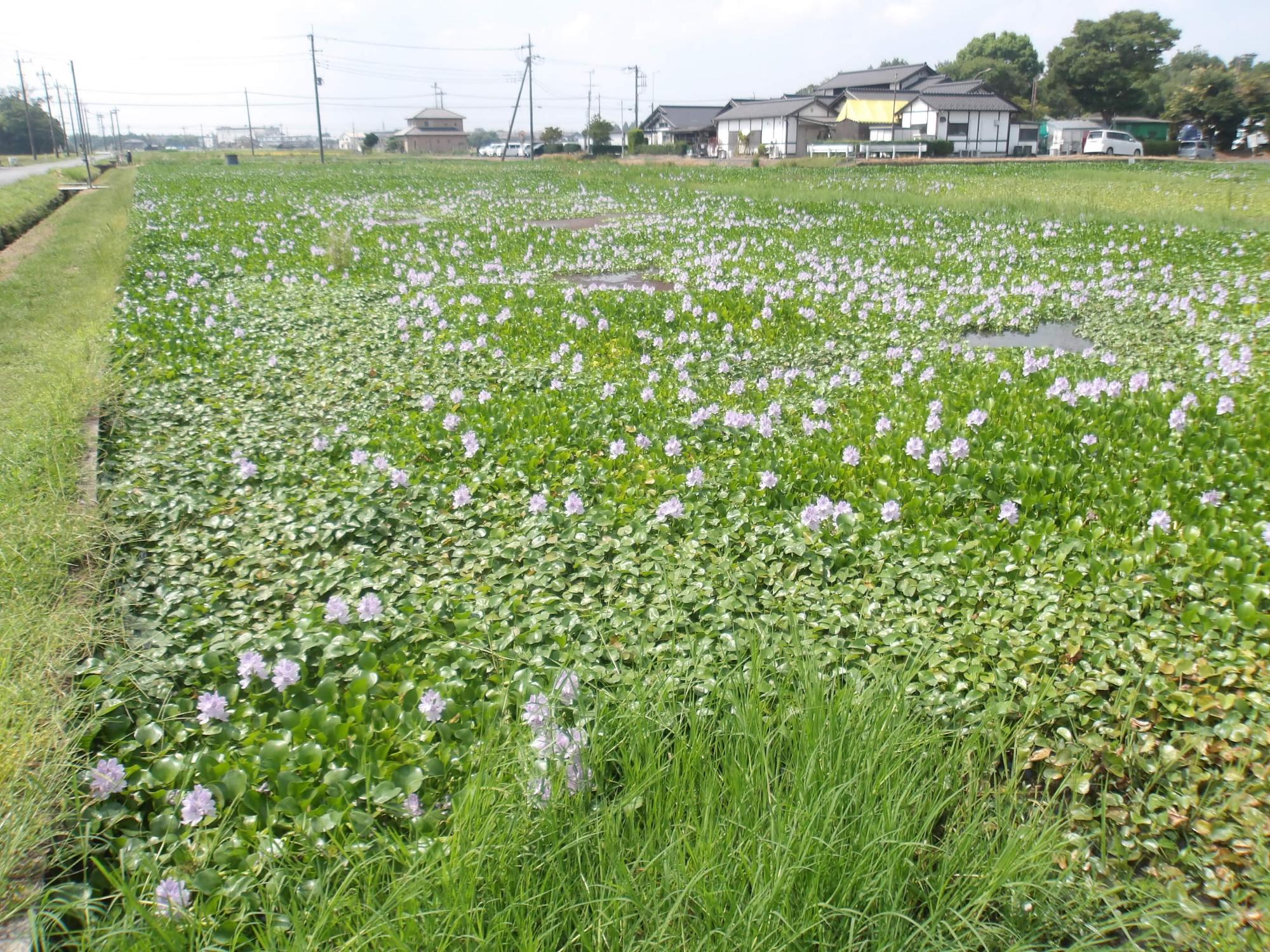 少ないですが、花は楽しめます