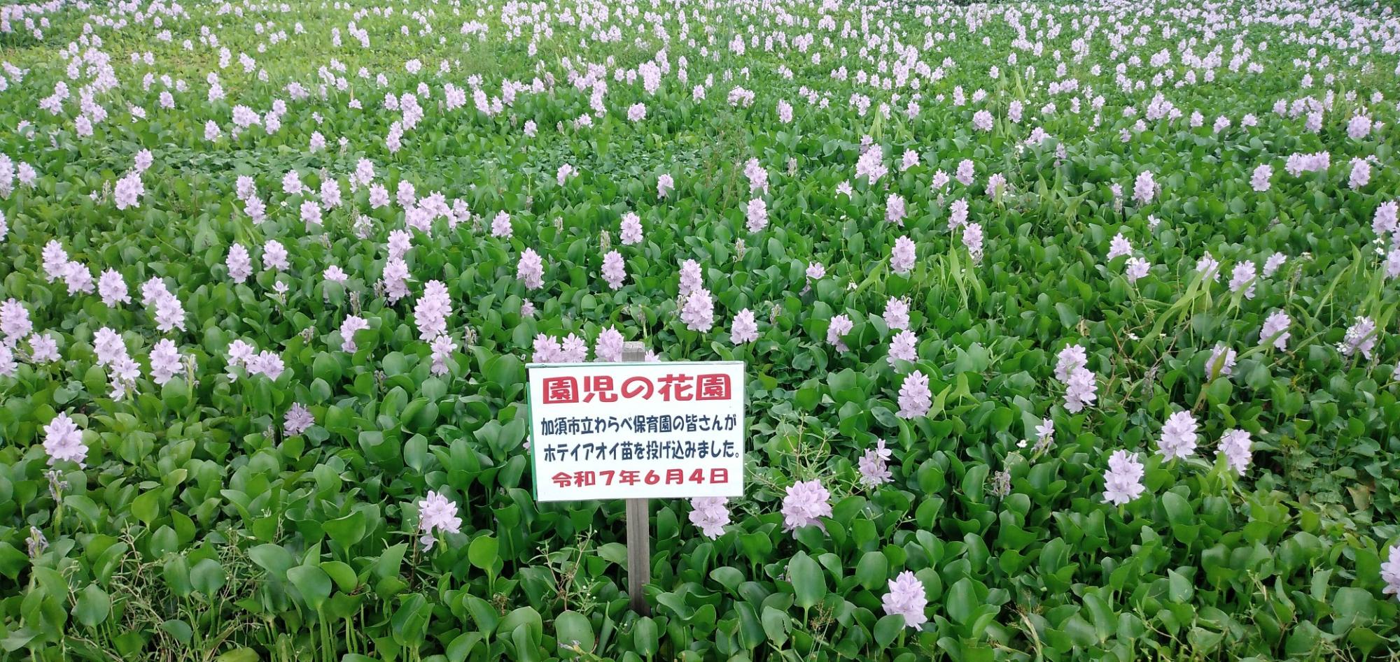 盛り上がる（物理的に）園児の花園