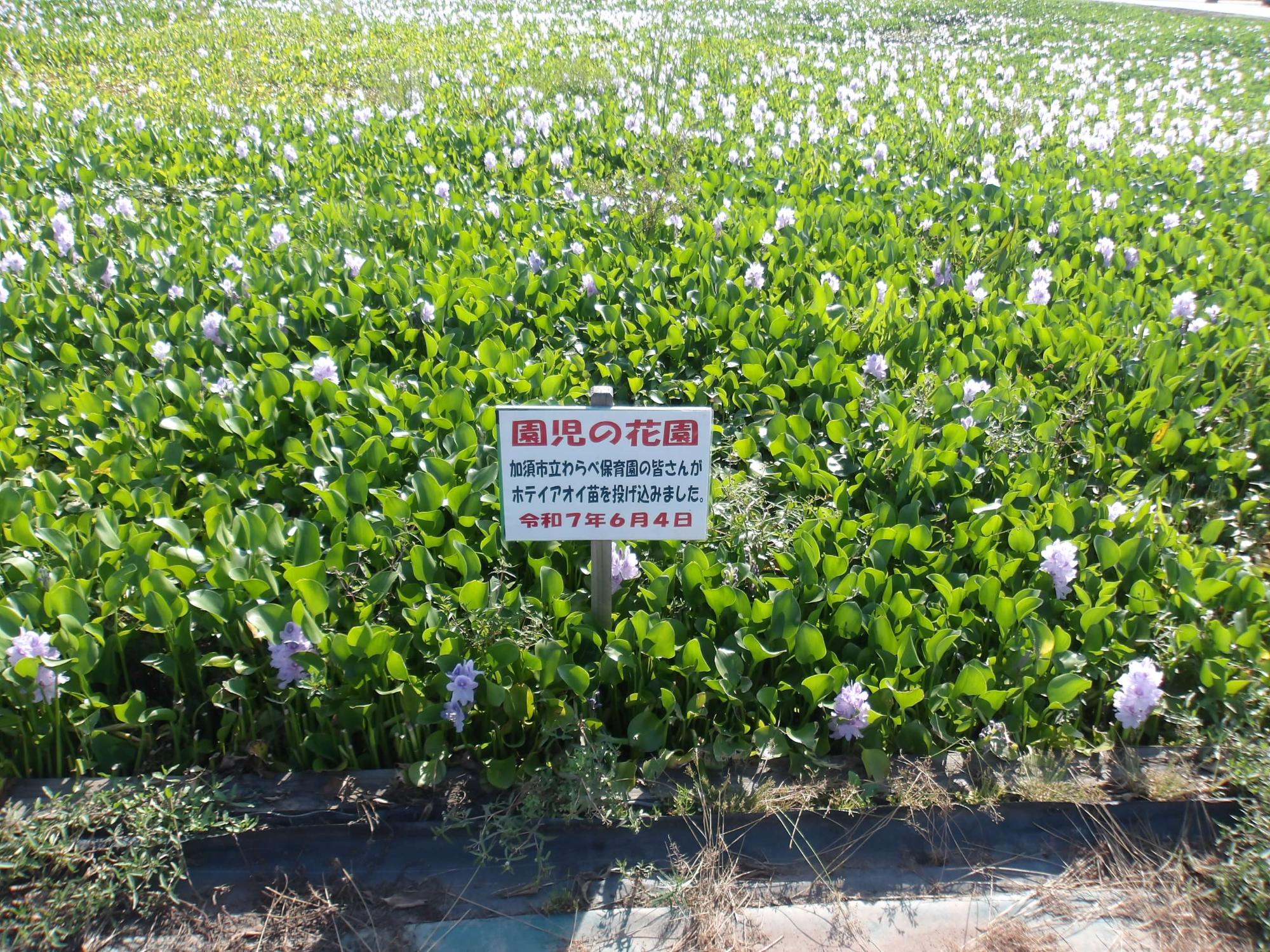 秋の園児の花園