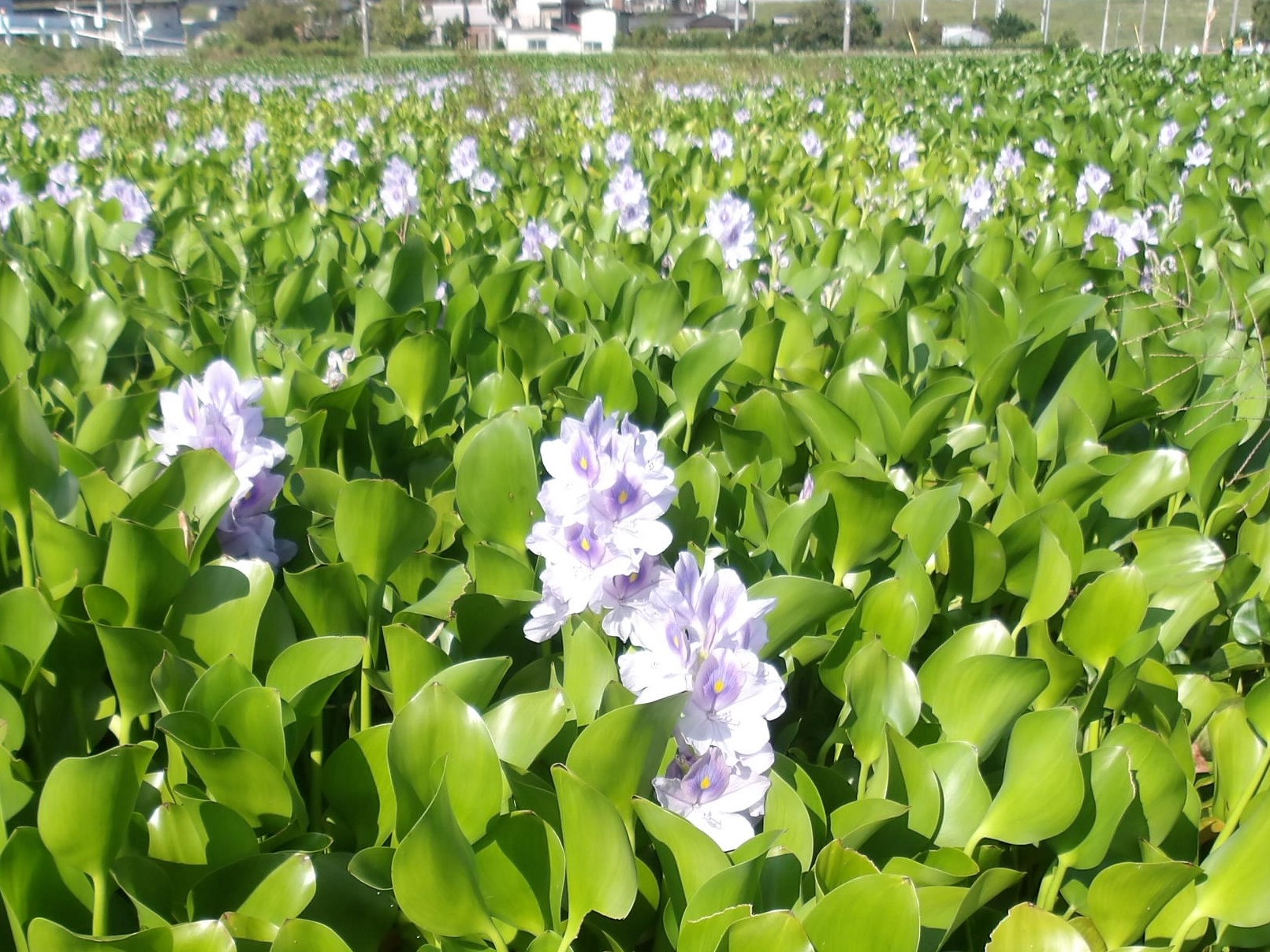 秋に咲くホテイアオイ