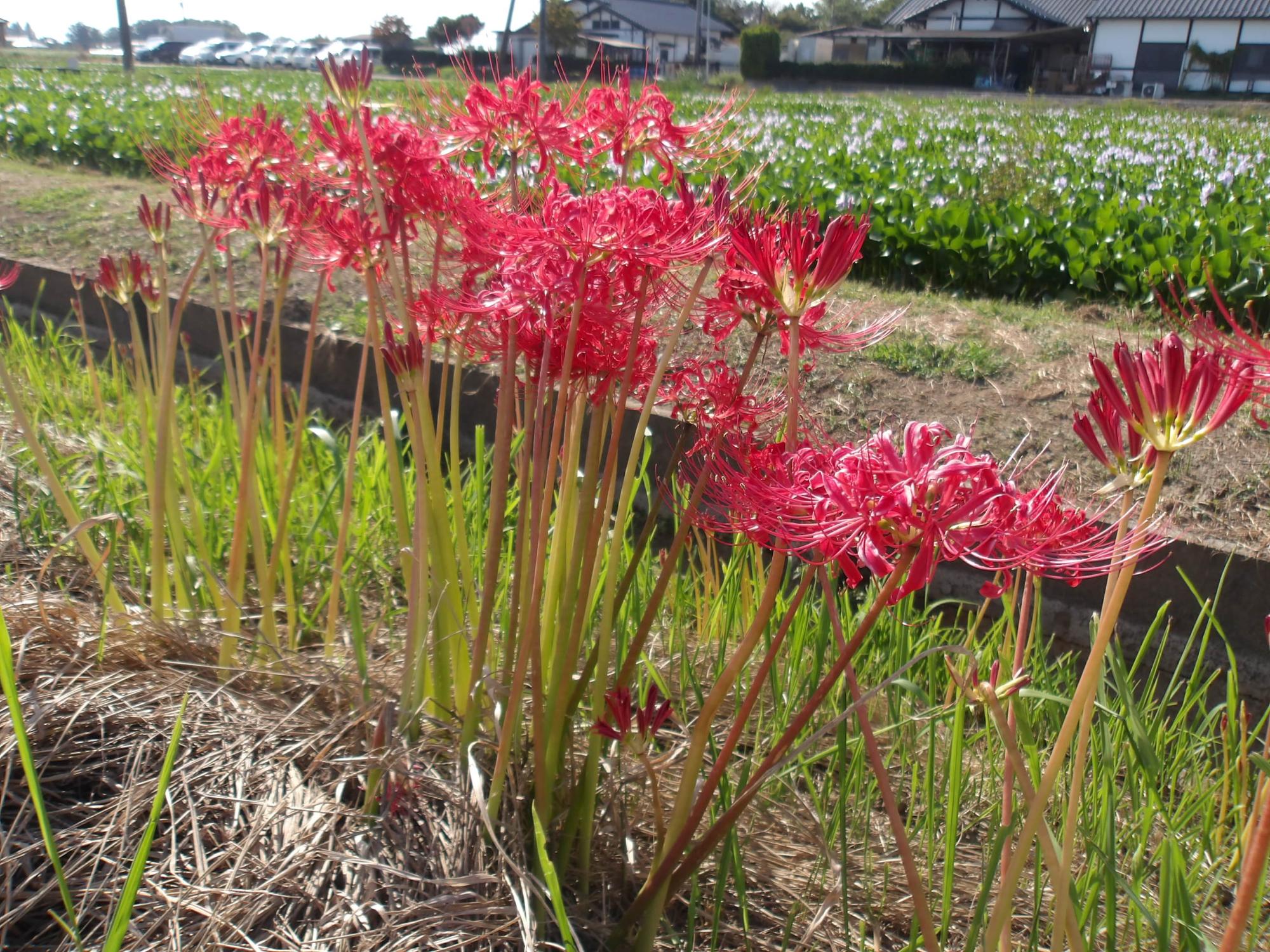 布袋と曼殊沙華