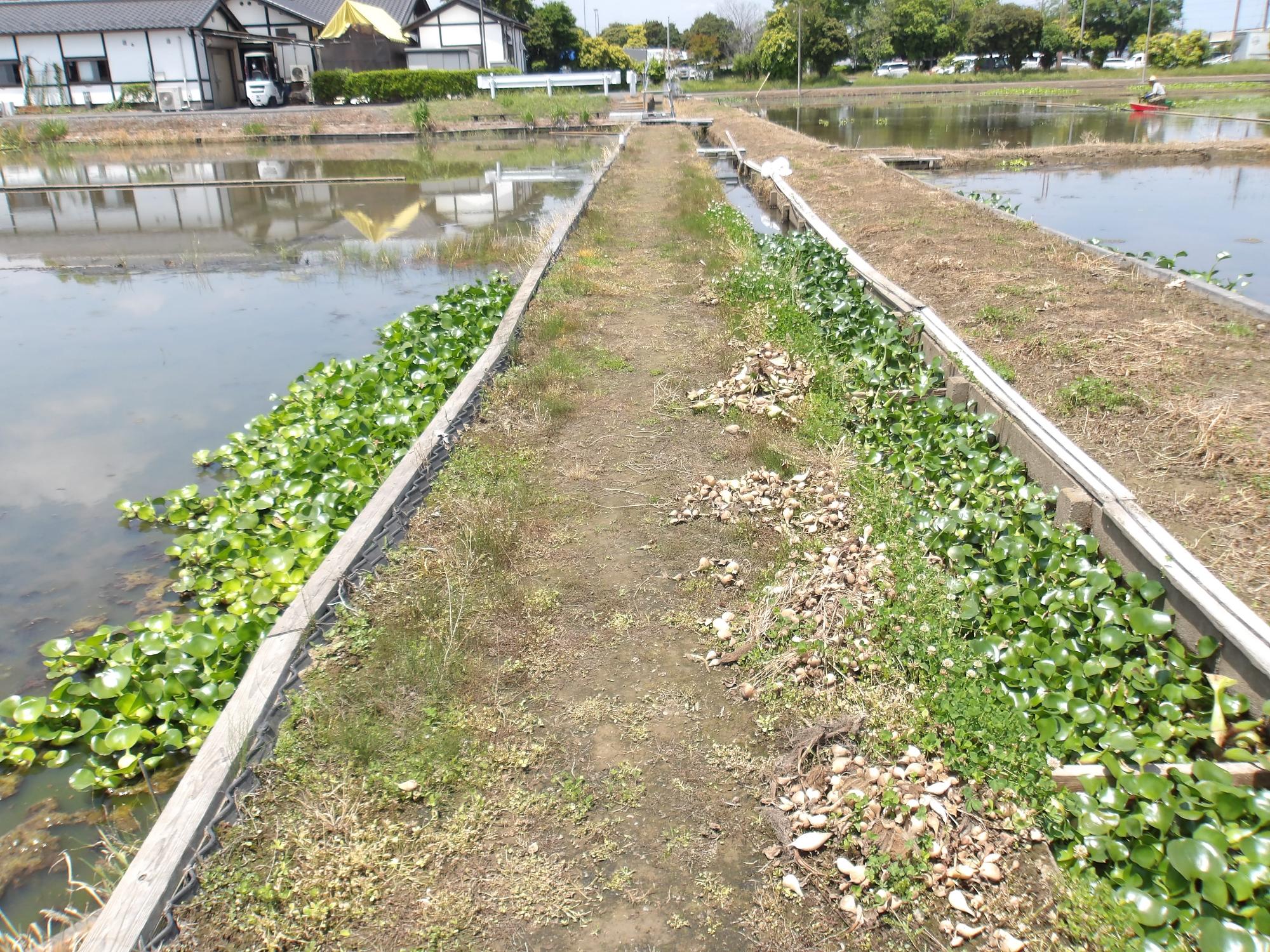 畔を真ん中に、右に水路、左に田んぼ