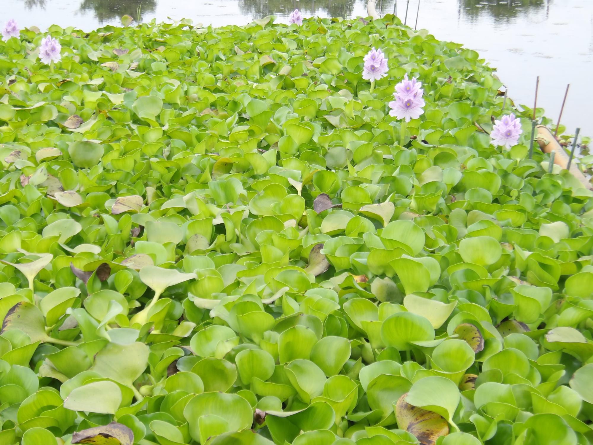 6月2日の開花したホテイアオイ