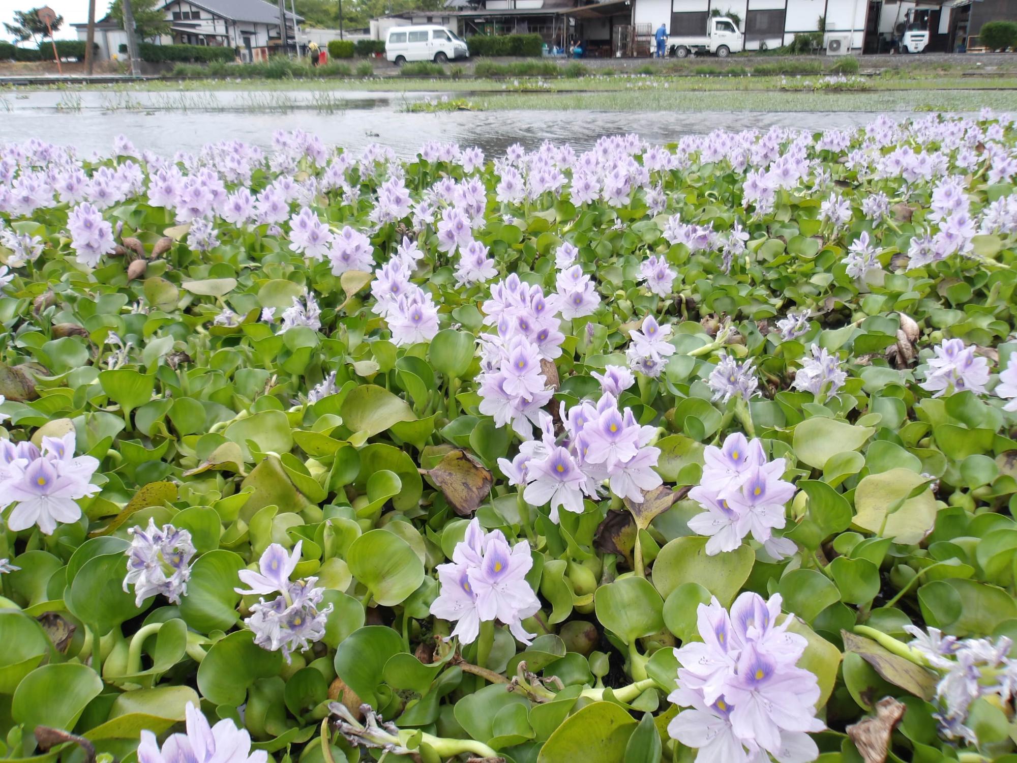 雨の日のホテイアオイ