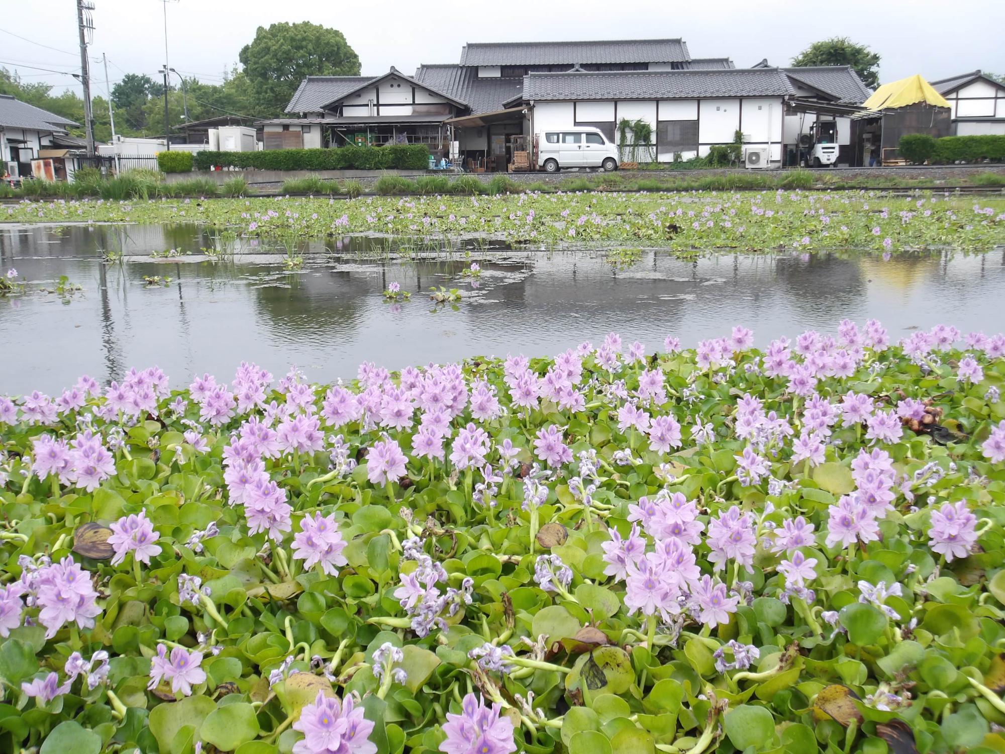 雨のホテイアオイと道の駅