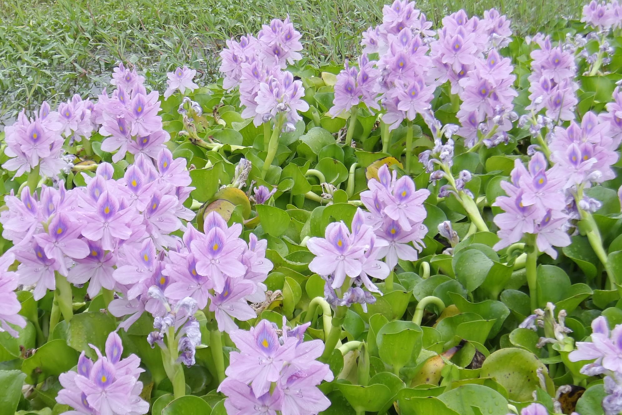 大量開花中のホテイアオイ（令和8年）