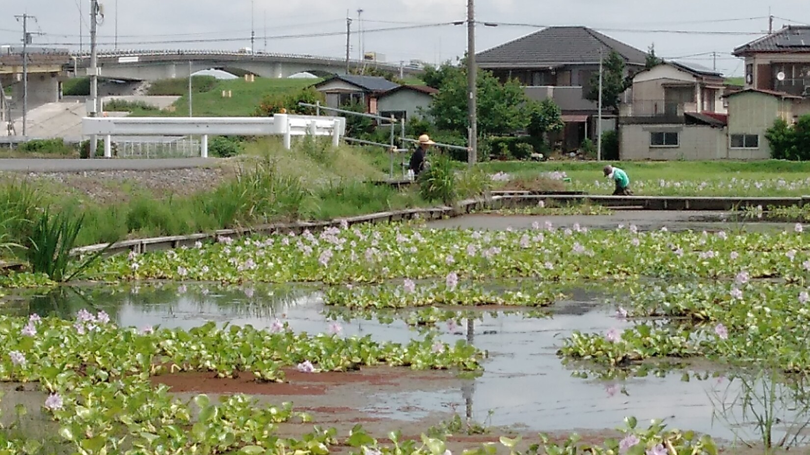 株分け作業中のホテイアオイ