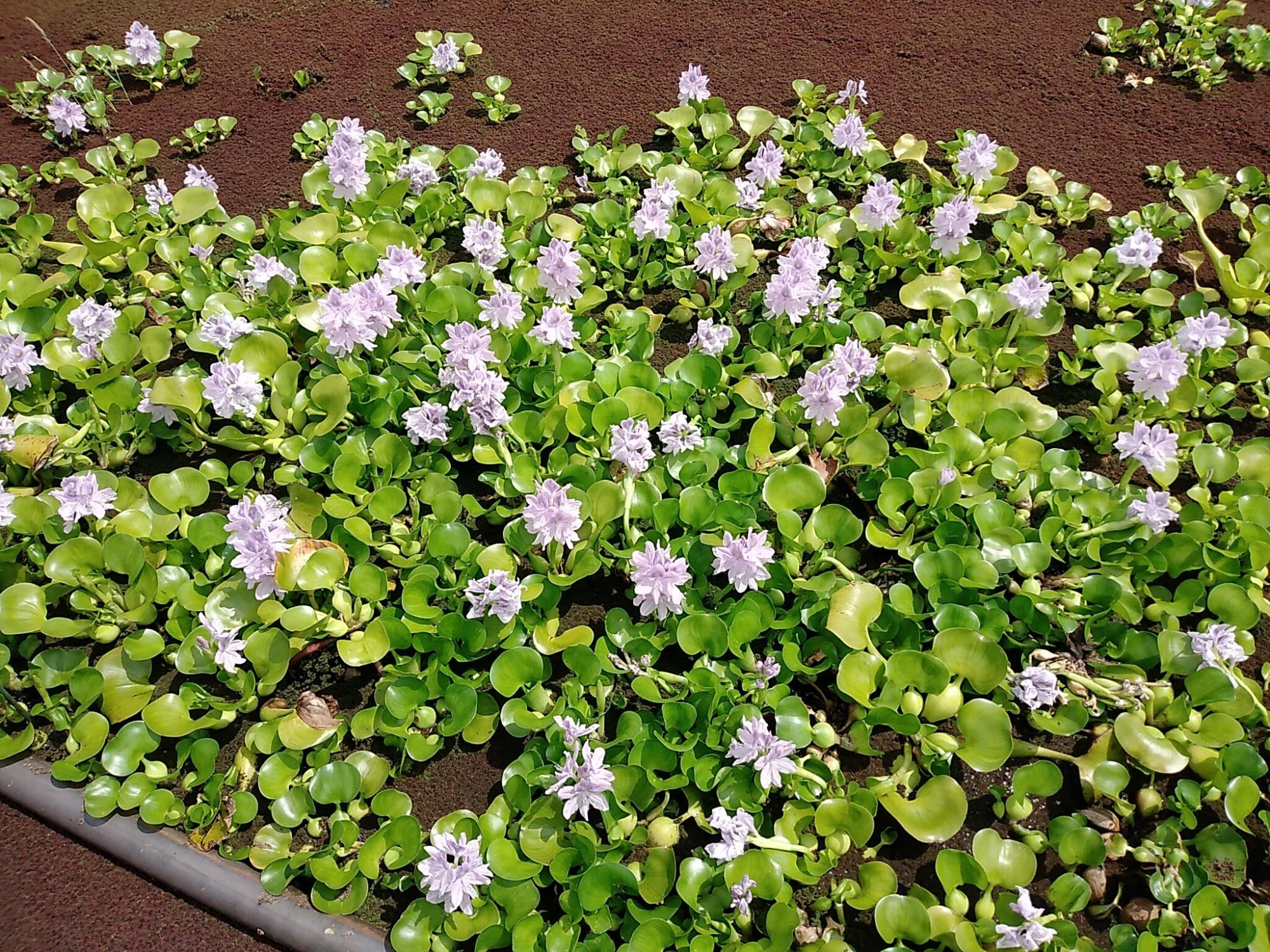 小さな花をつけるホテイアオイ