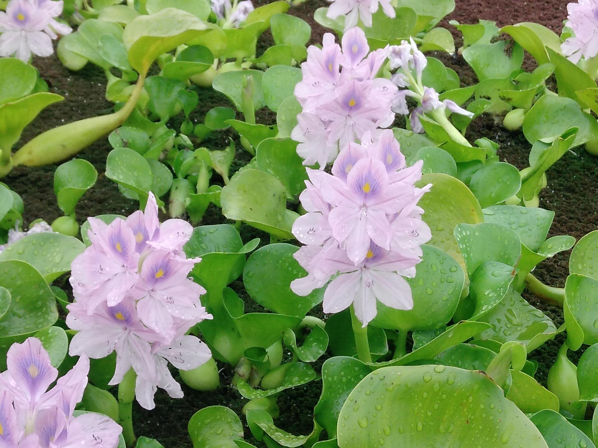 雨滴を付けるホテイアオイ